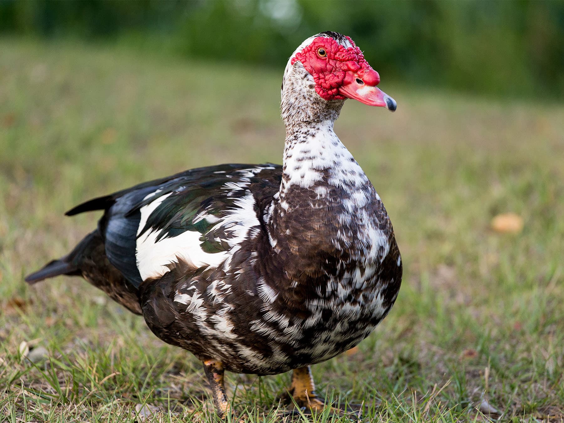 Muscovy duck standing in field