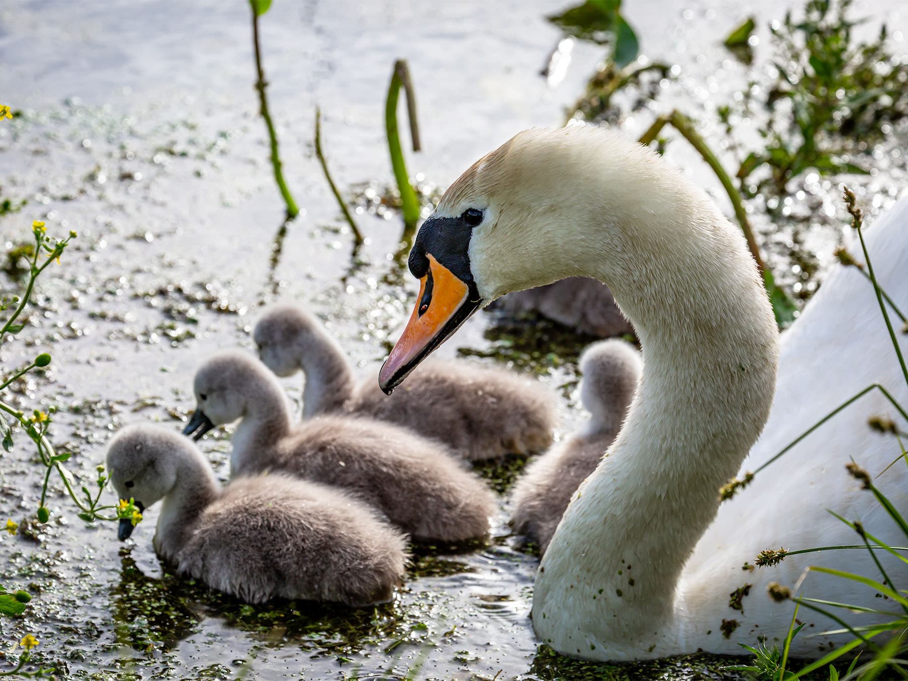Mute swan and cygnets feeding in stream