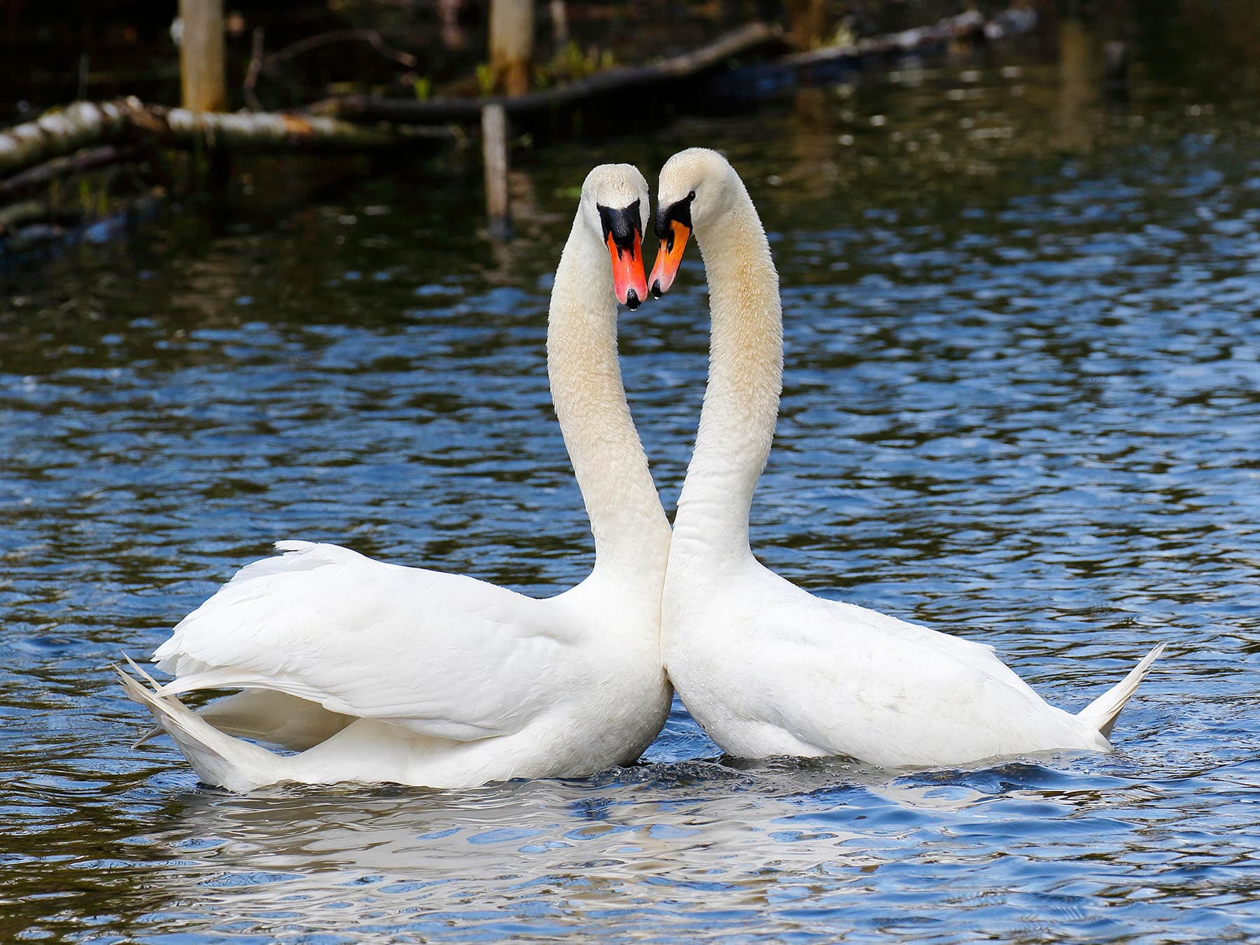 Mute swan courtship