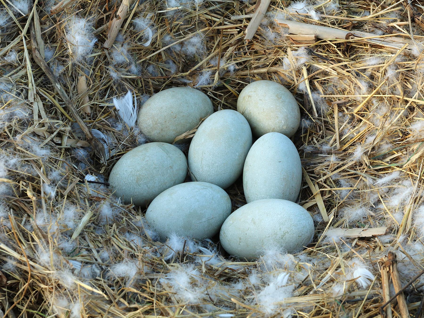 Mute swan eggs