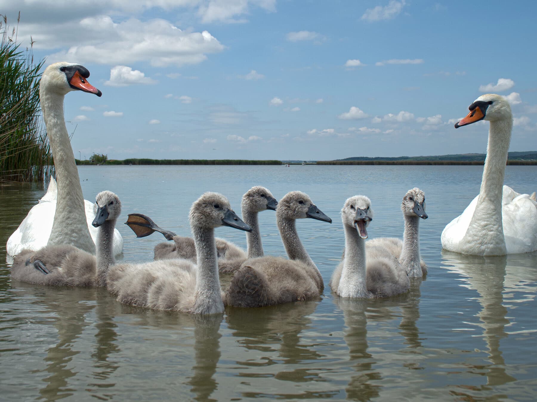 Mute swan family