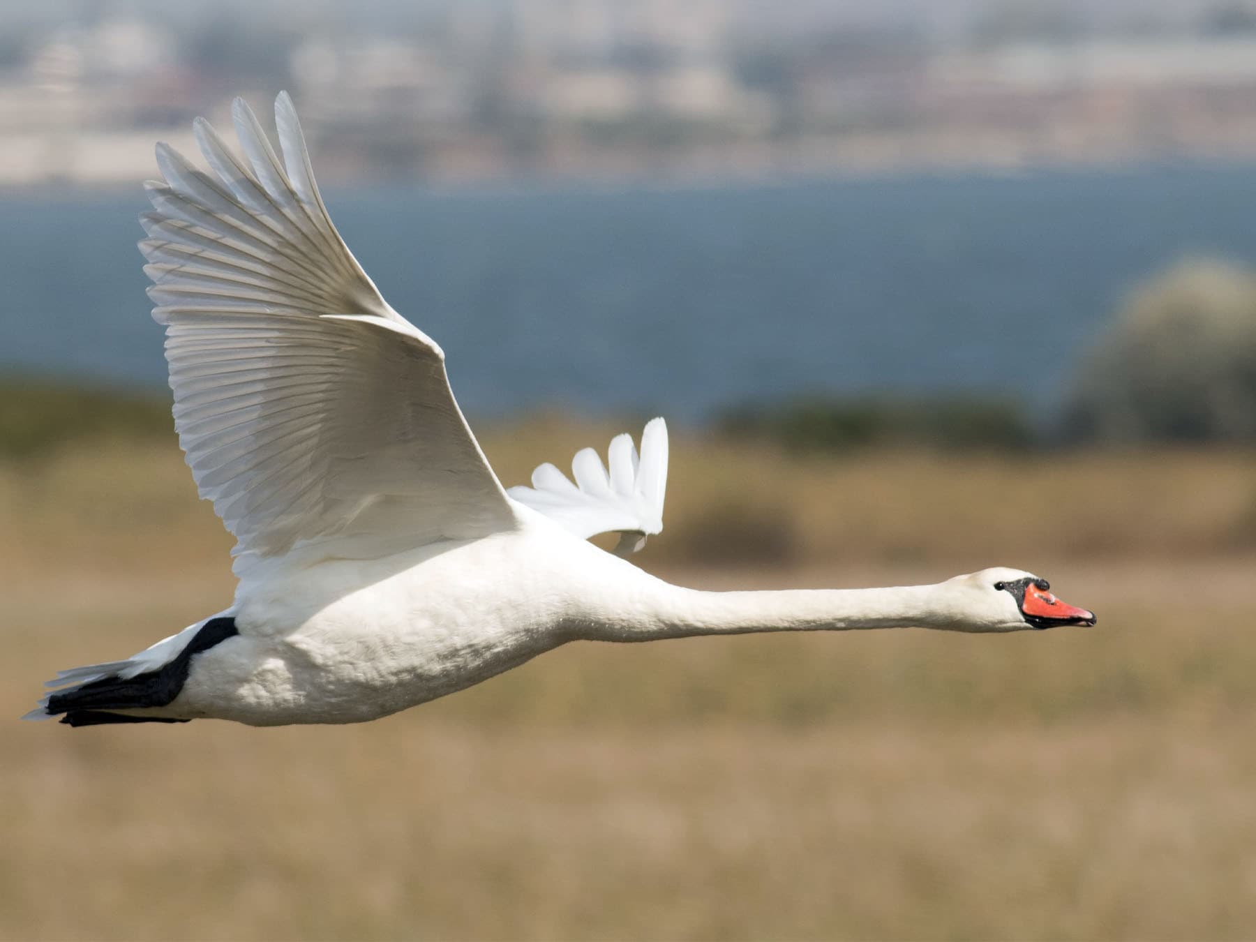 Mute swan in flight over natural habitat