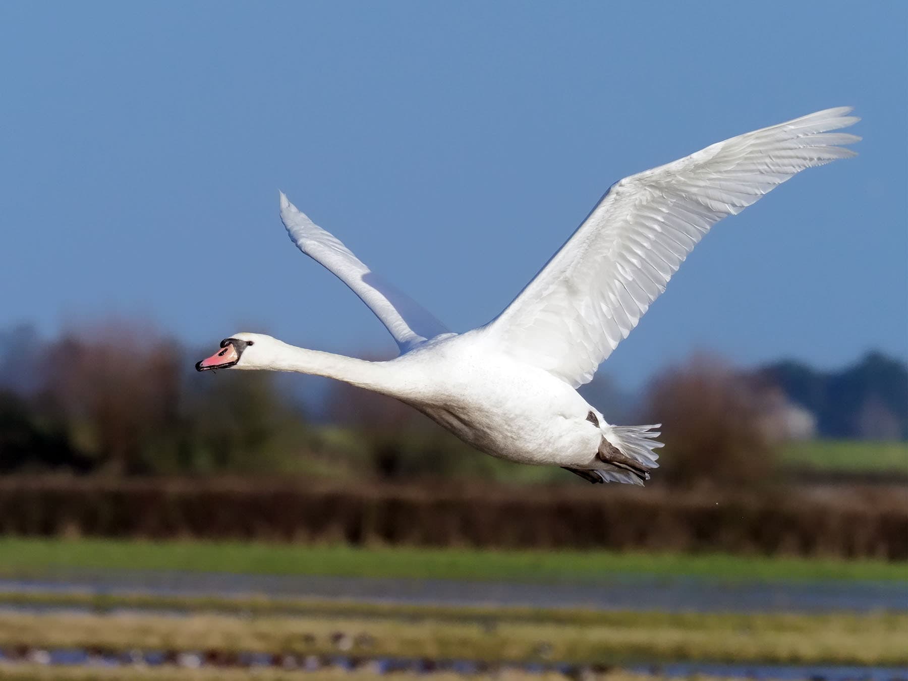 Mute swan in flight over natural habitat