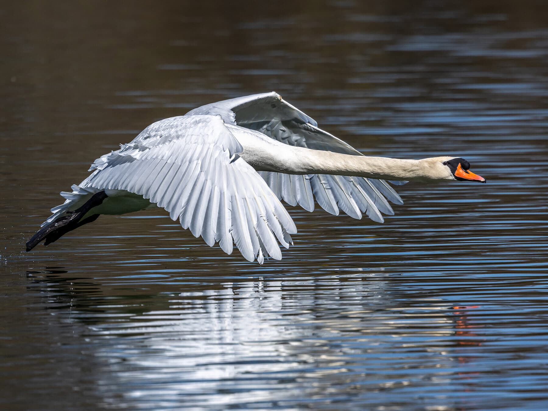 Mute swan in flight