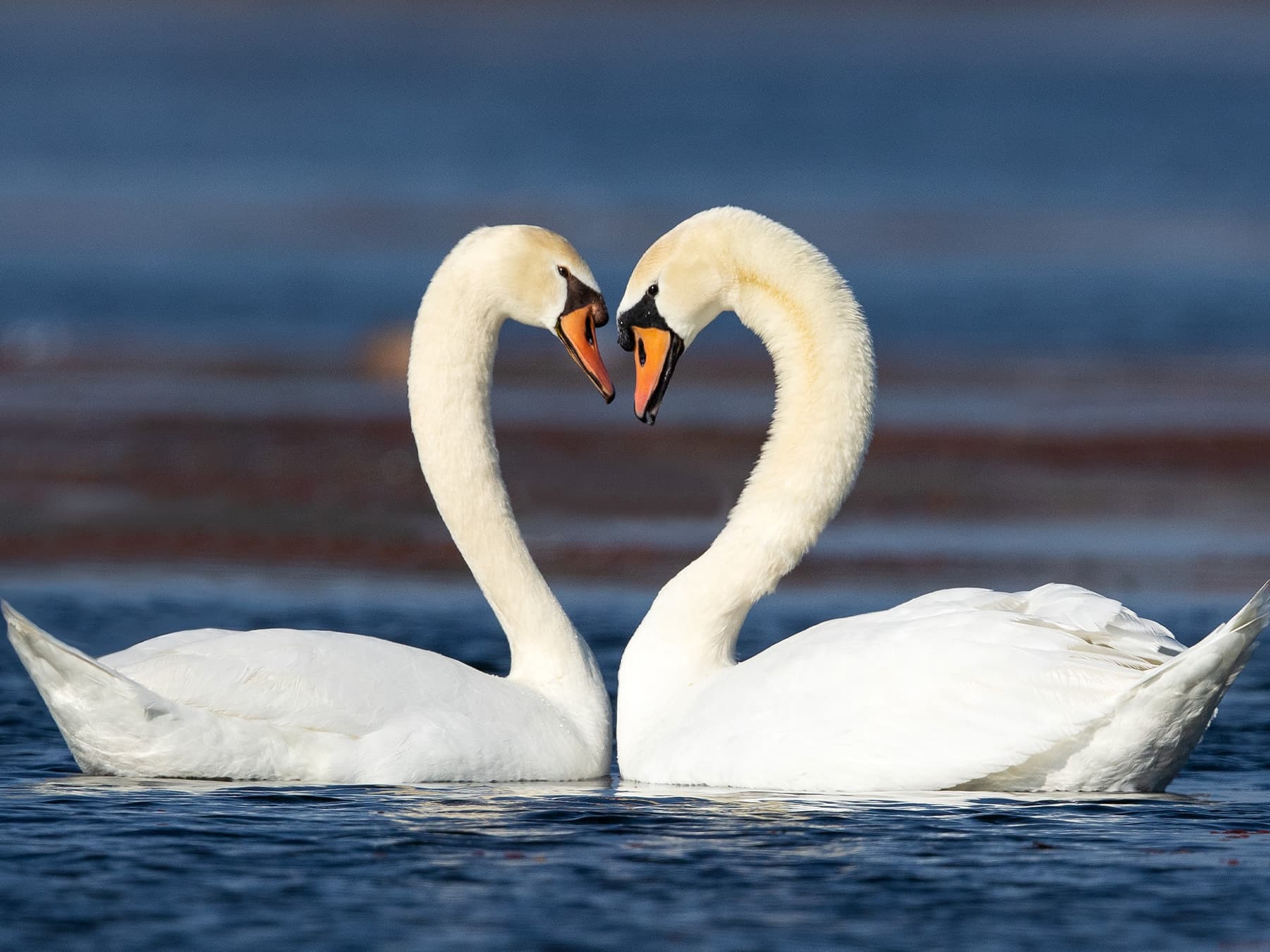 Mute swan in mating ritual