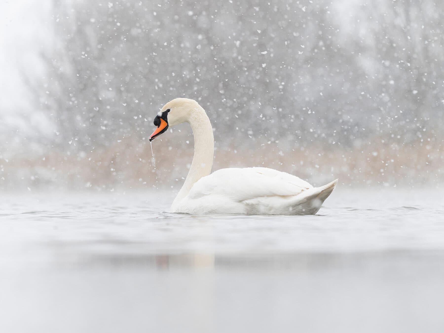 Mute swan in winter