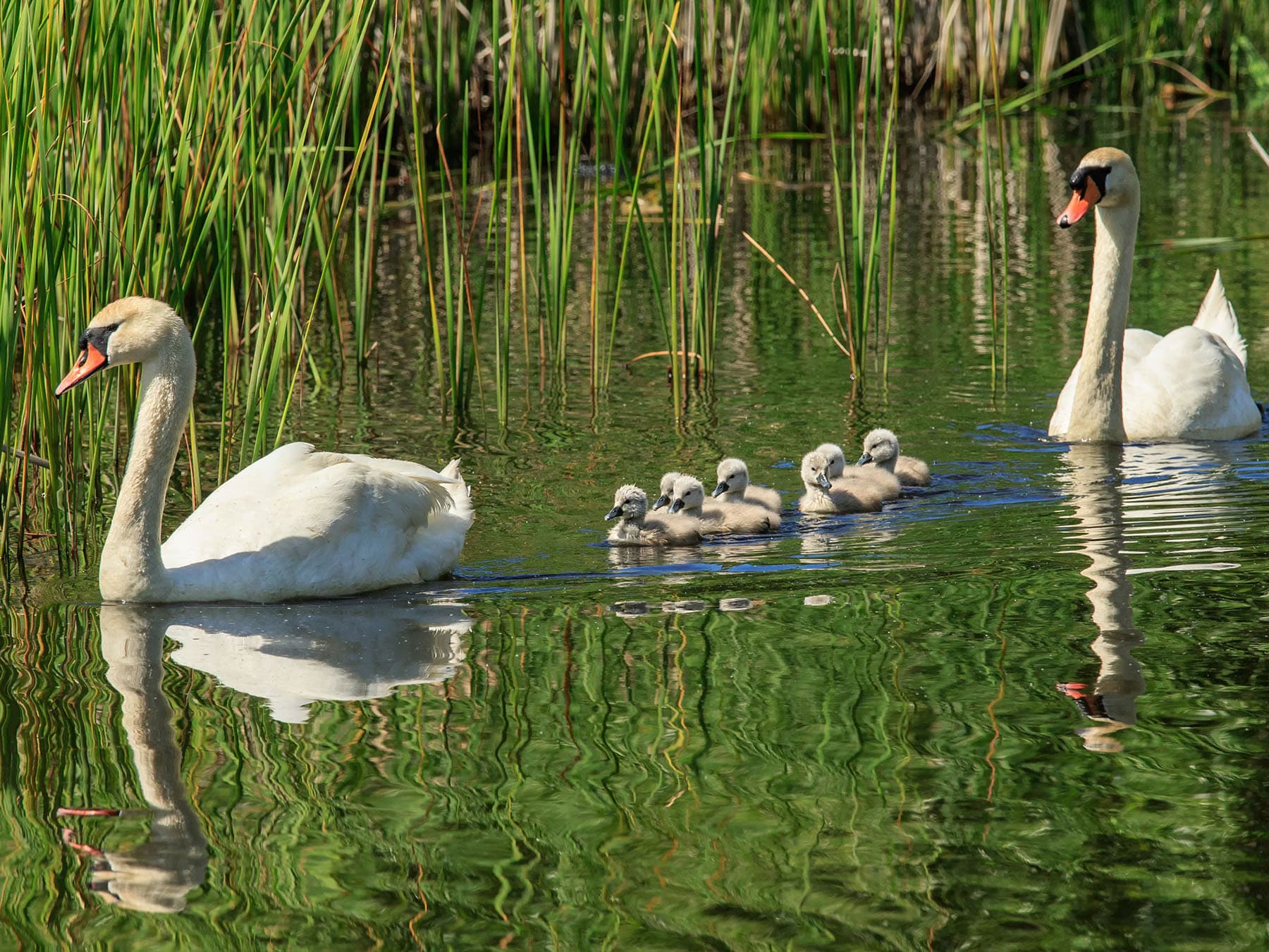 Mute swan mate for life