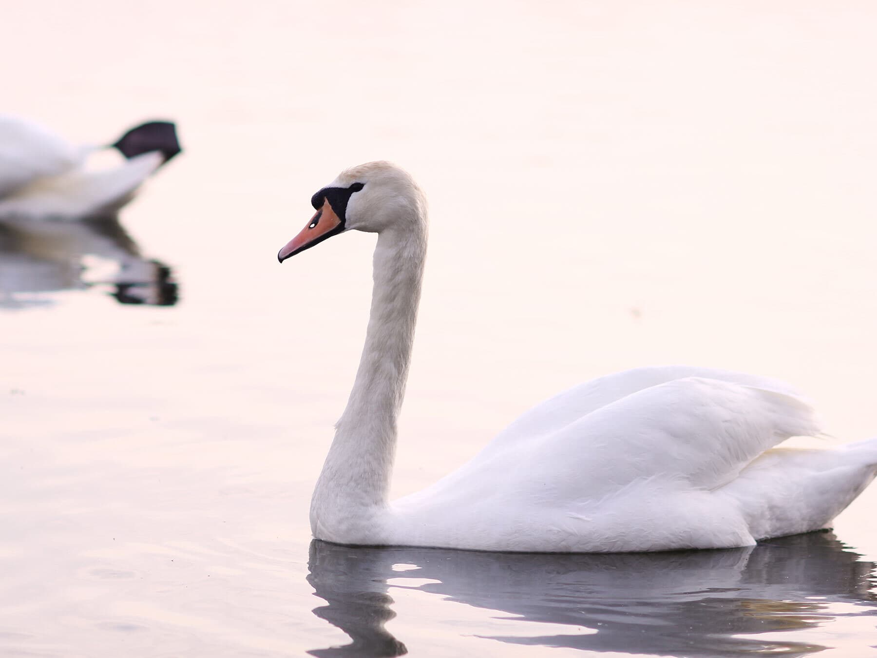 Mute swan swimming