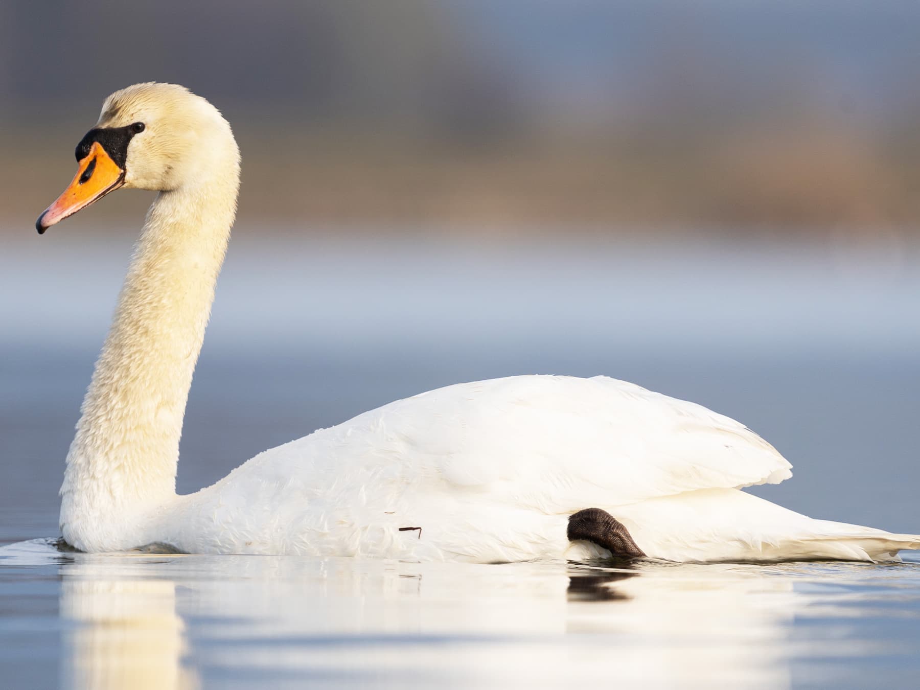 Mute Swan