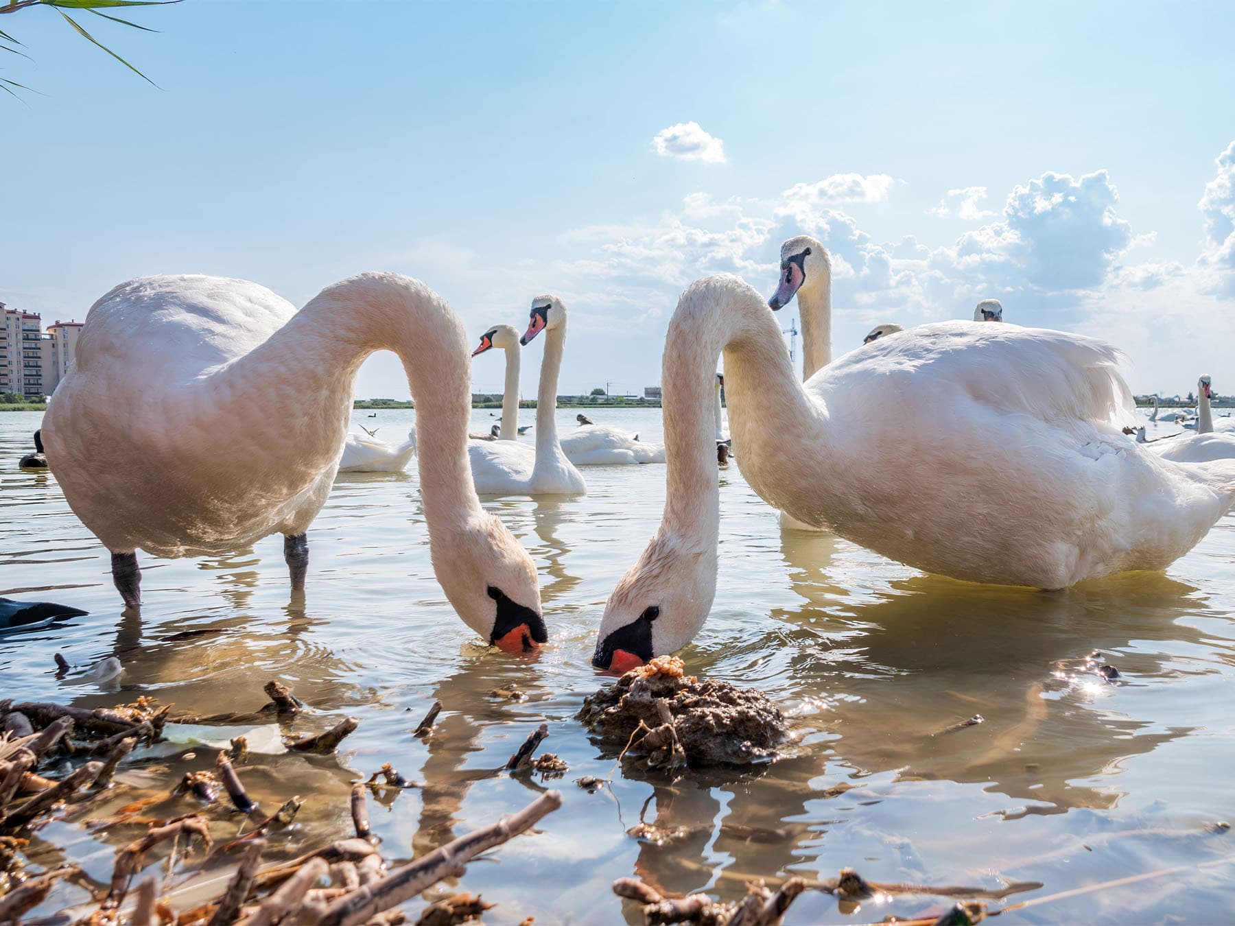 Mute swans feeding in lake