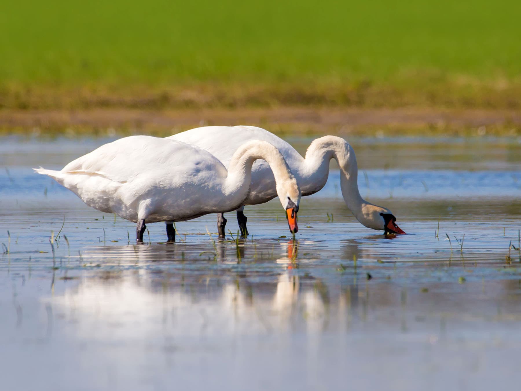 Mute swans foraging in shallow water
