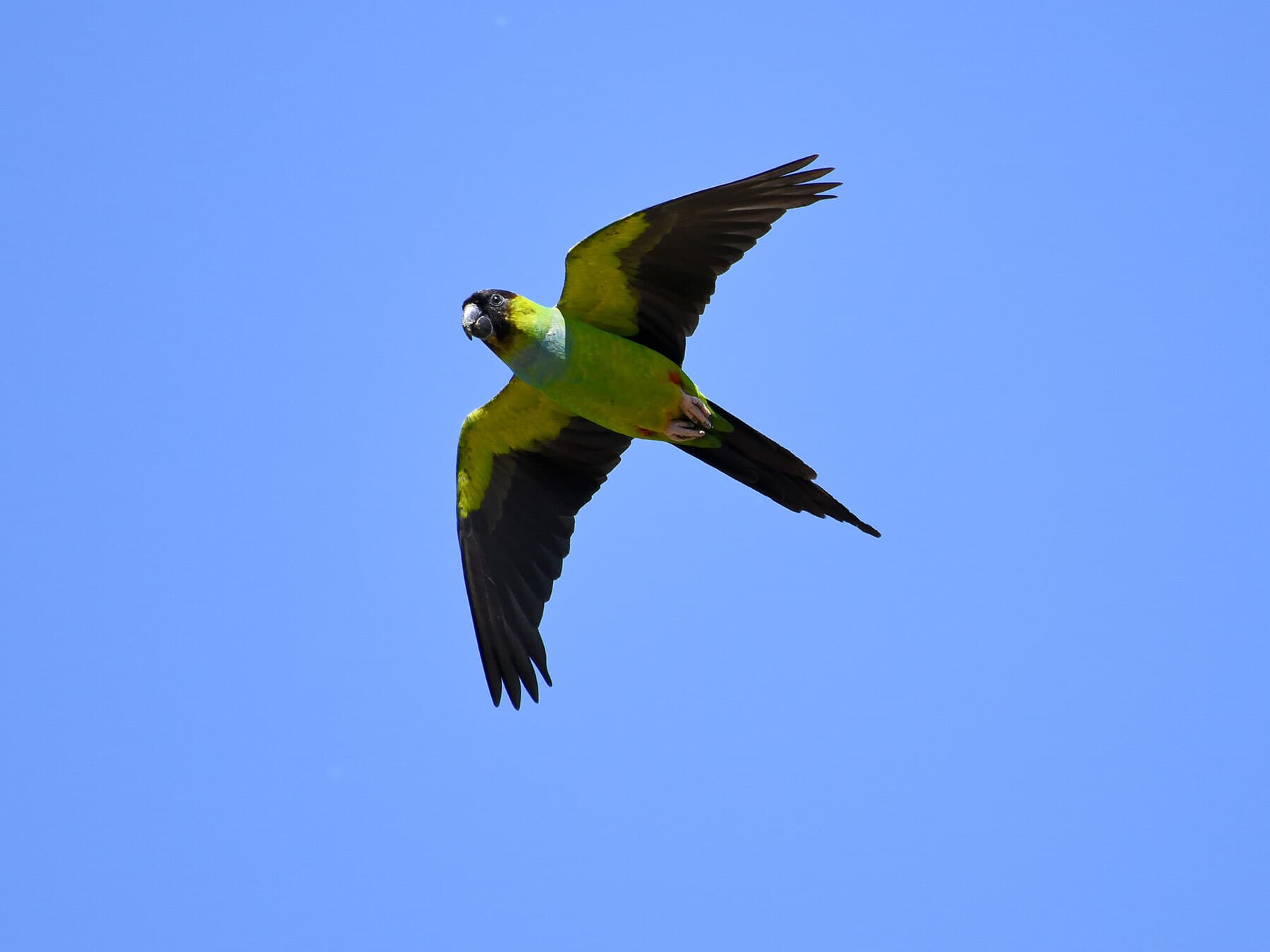 Nanday parakeet in flight