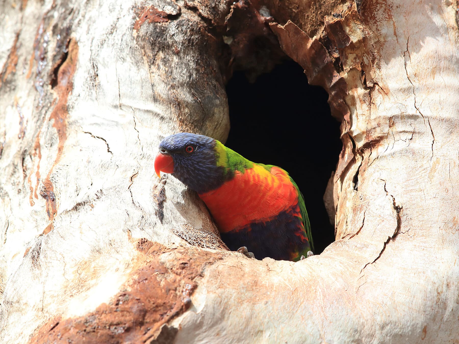 Nest rainbow lorikeet