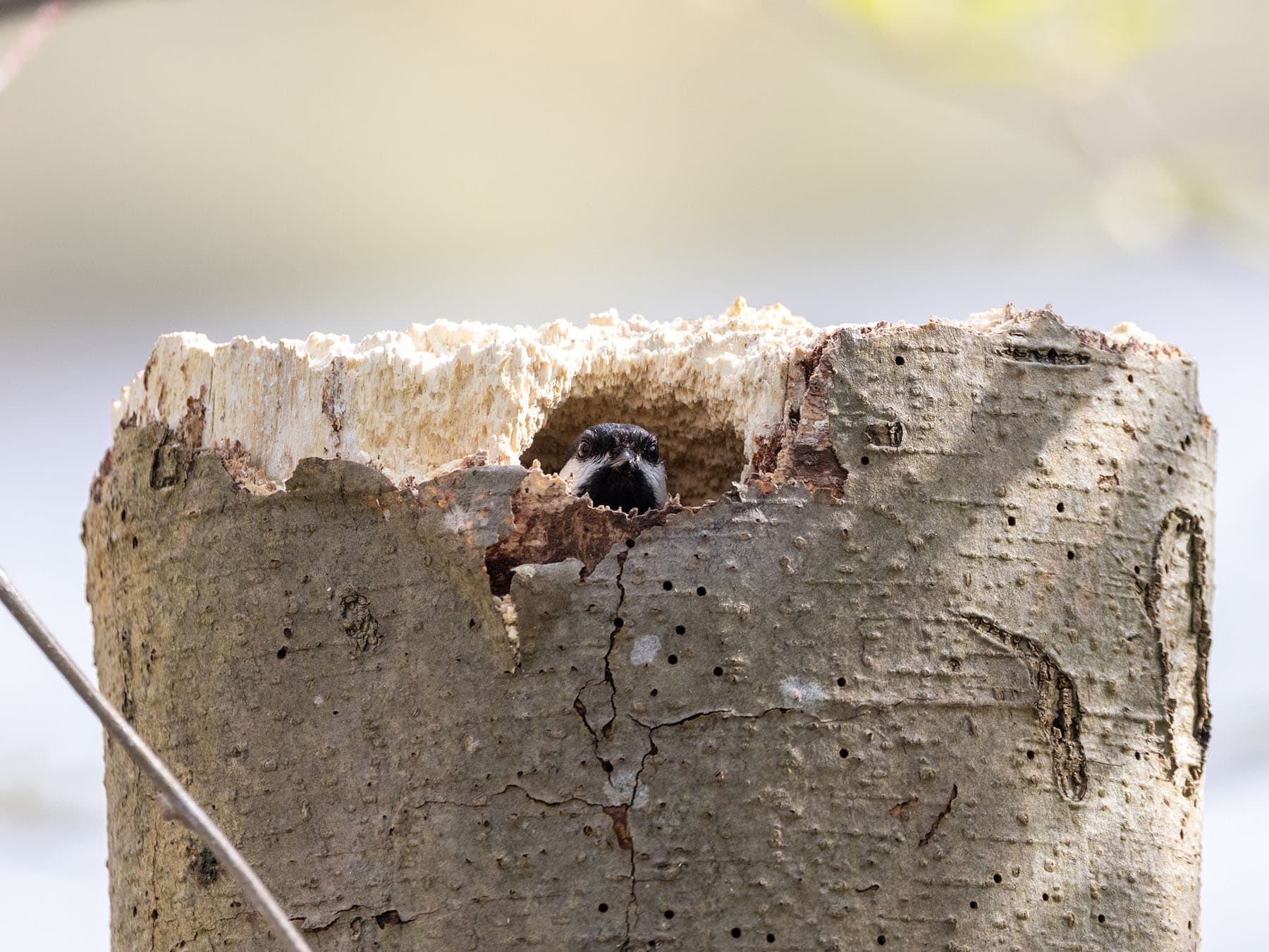 Nesting black capped chickadee