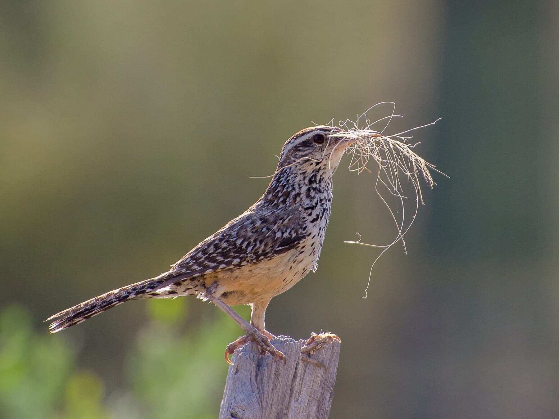 Nesting cactus wren
