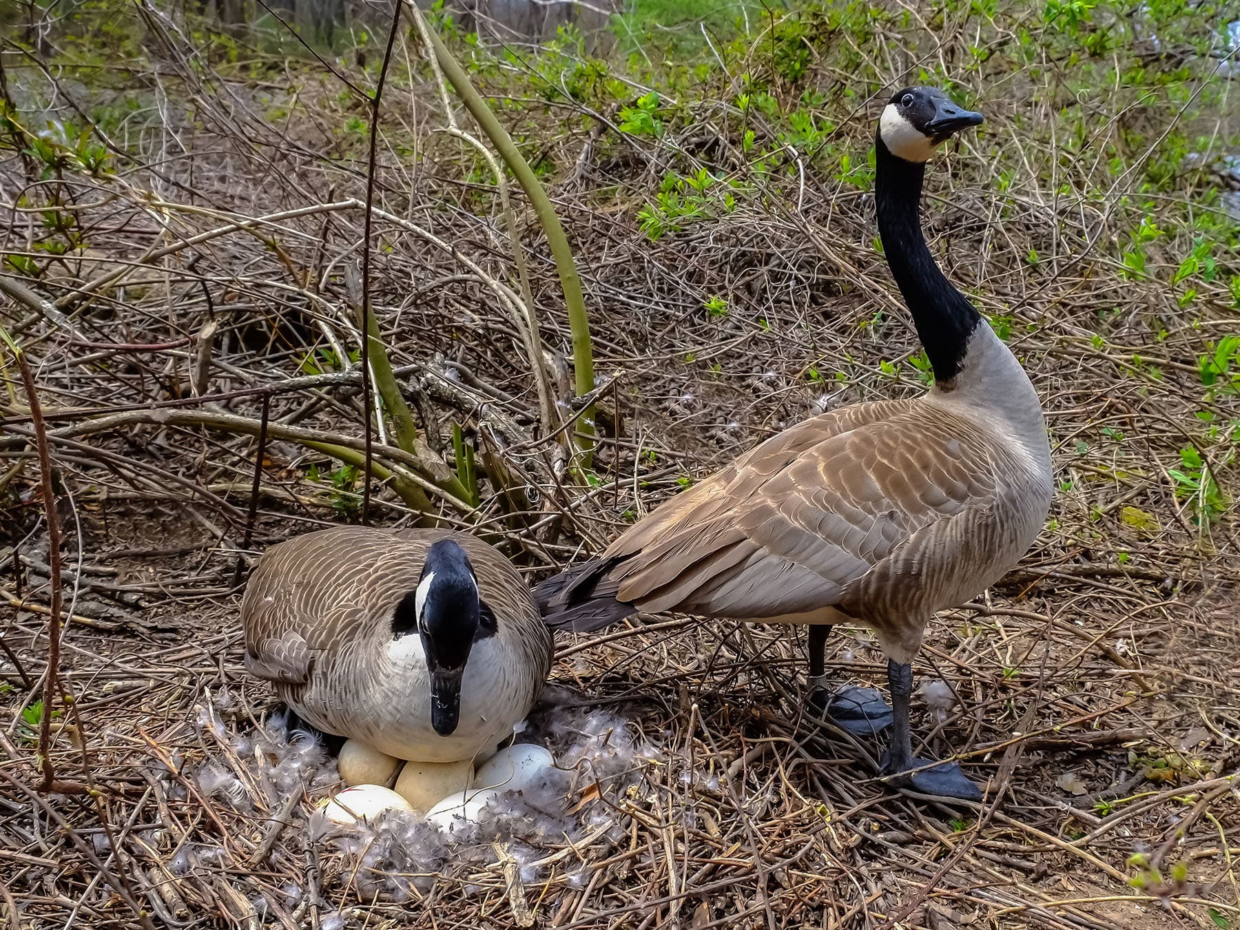 Nesting canada goose