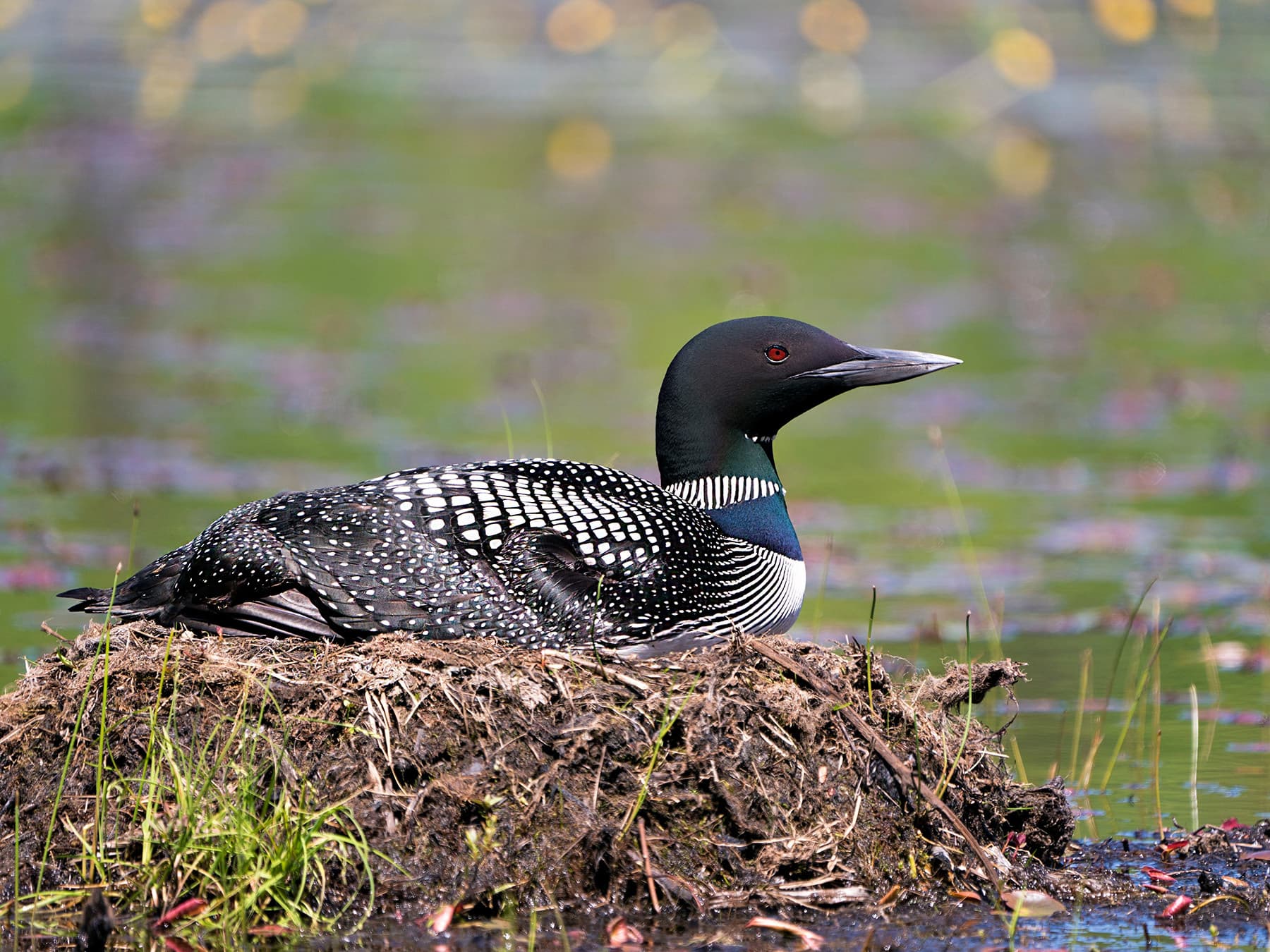 Nesting common loon