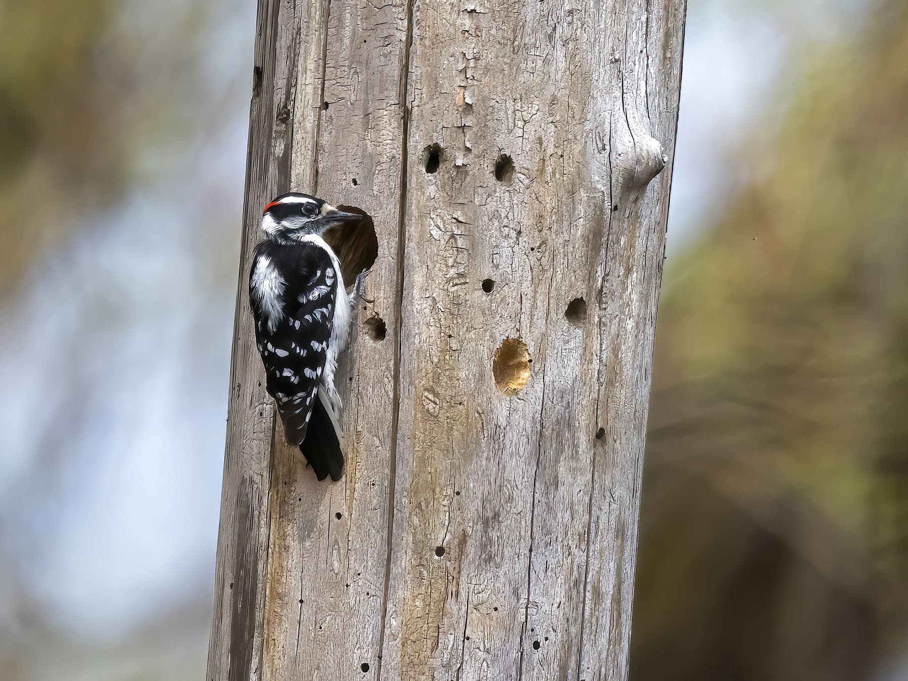 Nesting downy woodpecker
