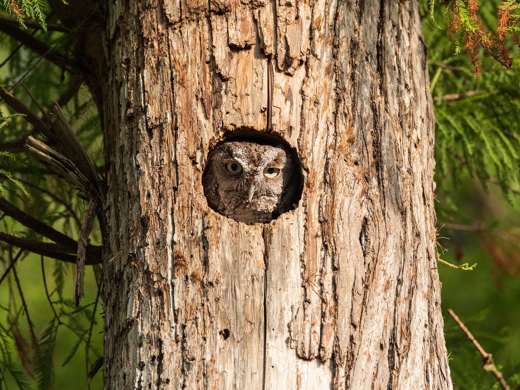 Nesting eastern screech owl