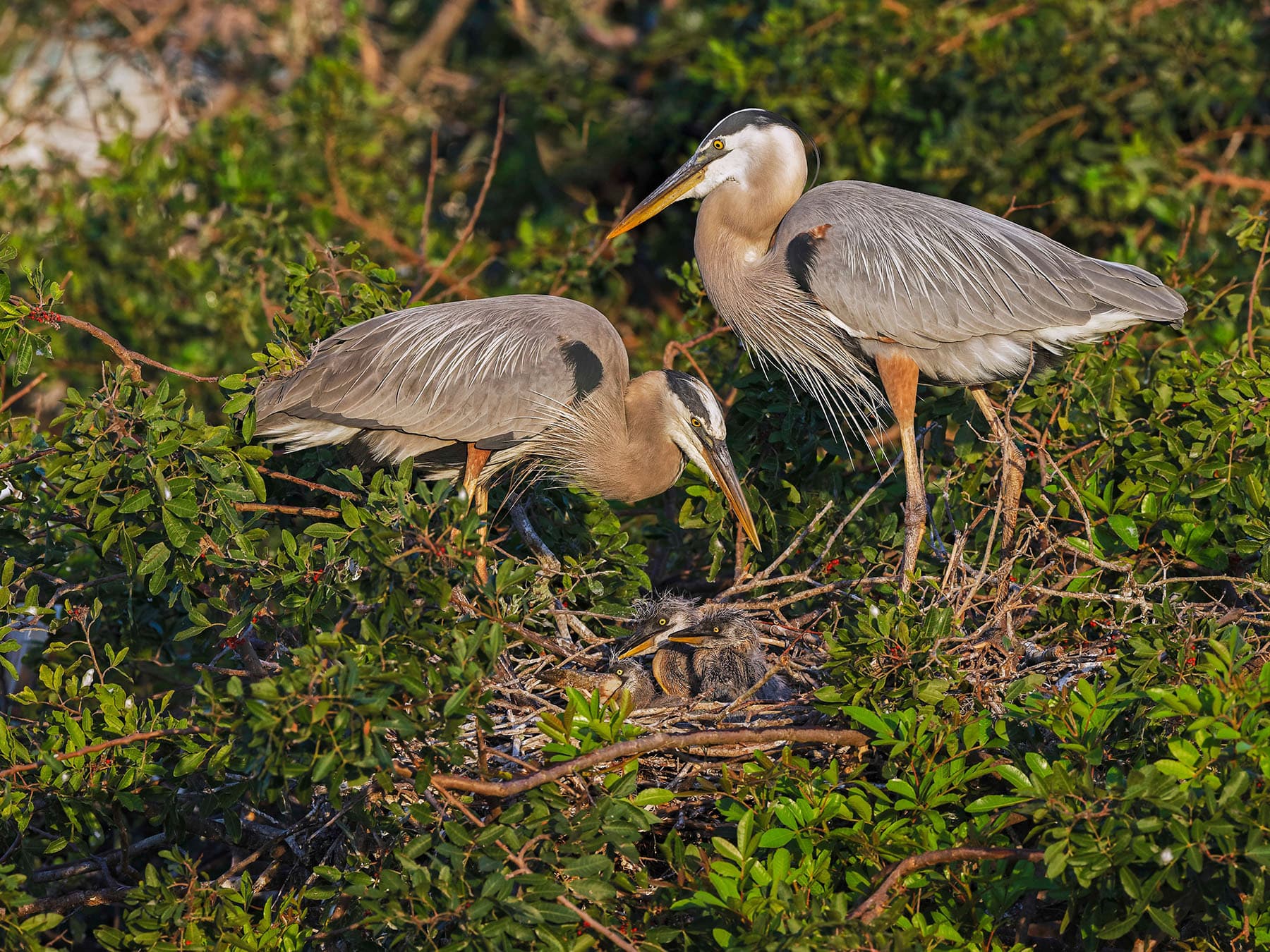 Nesting great blue herons