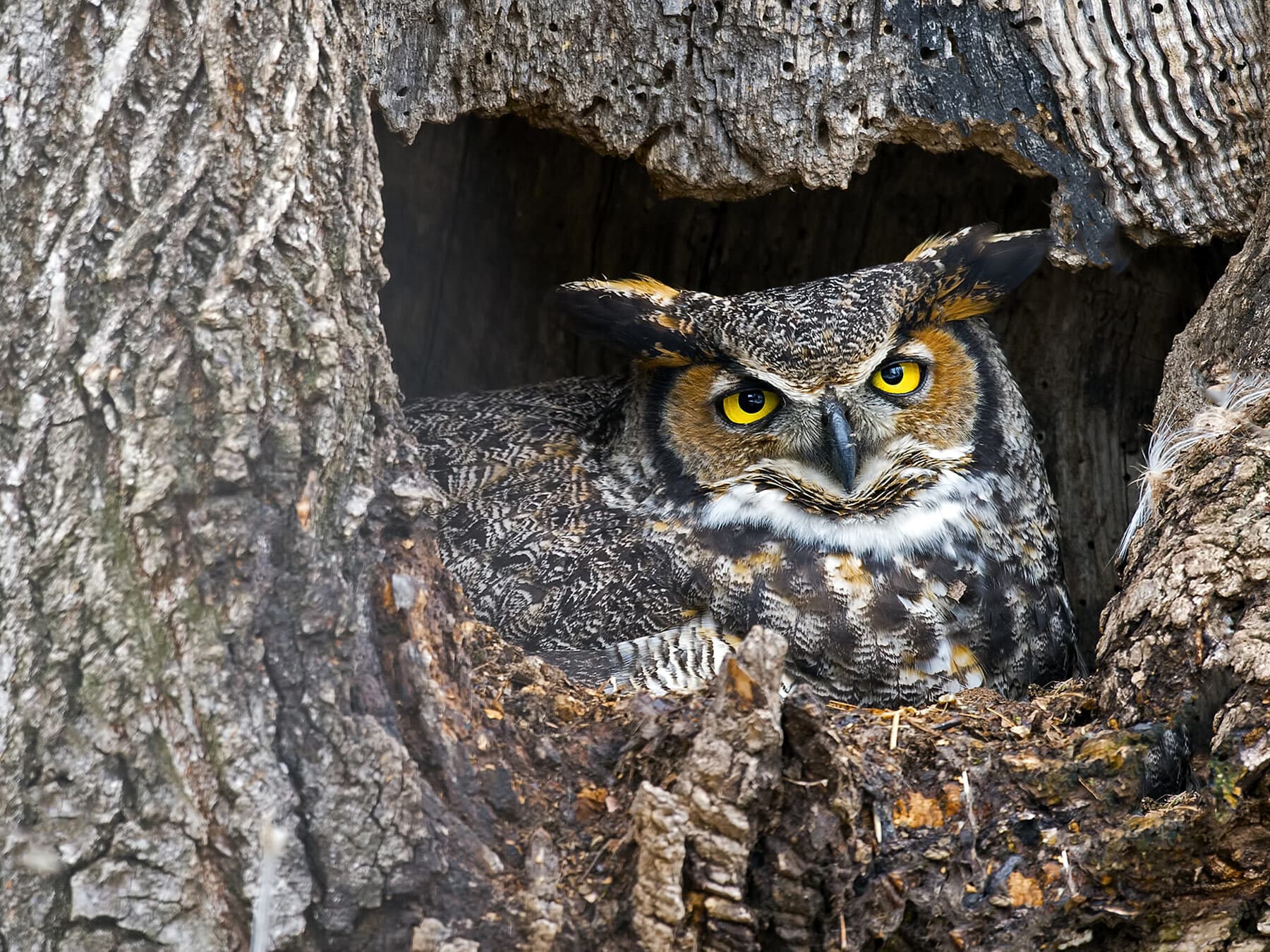 Nesting great horned owl