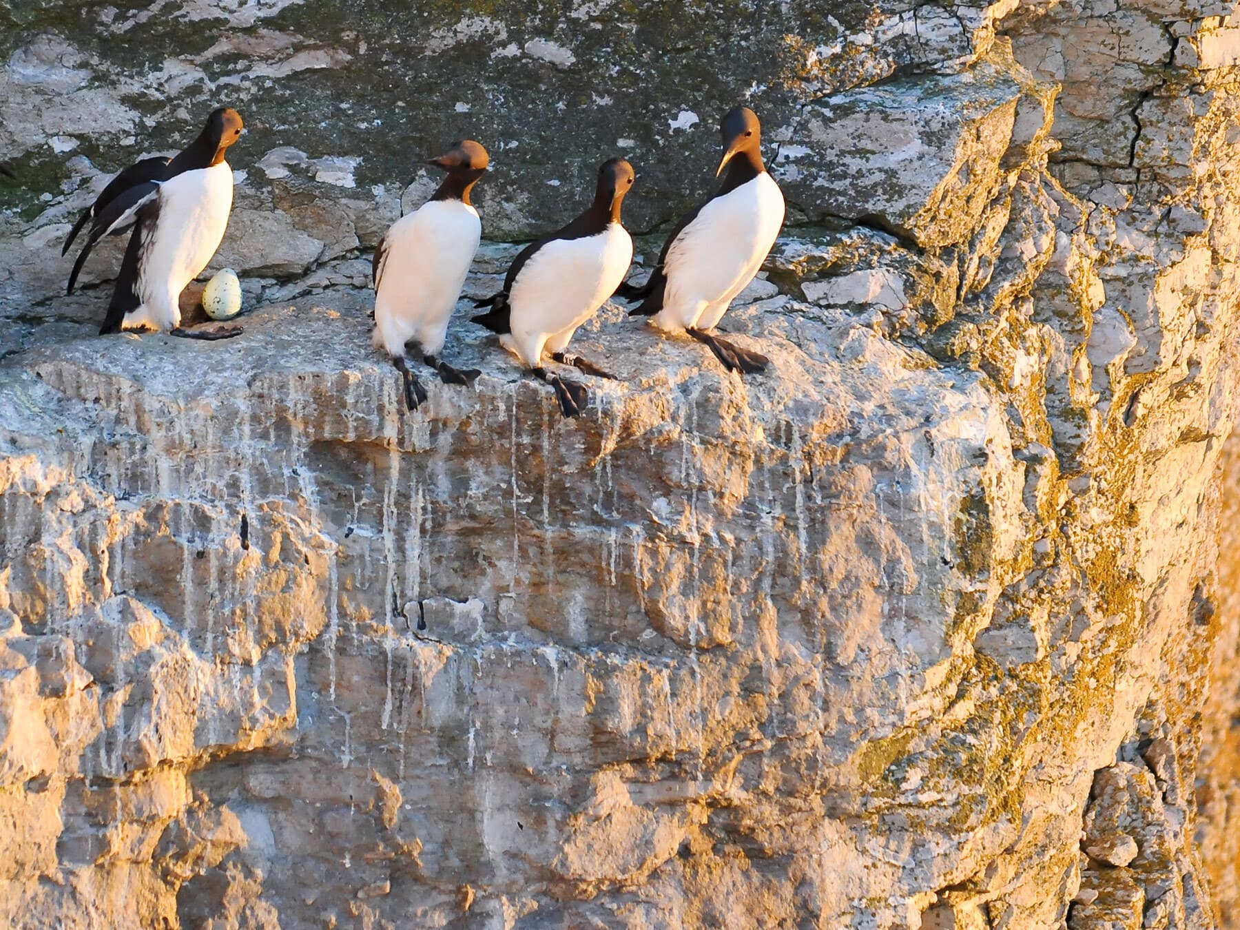 Nesting guillemots