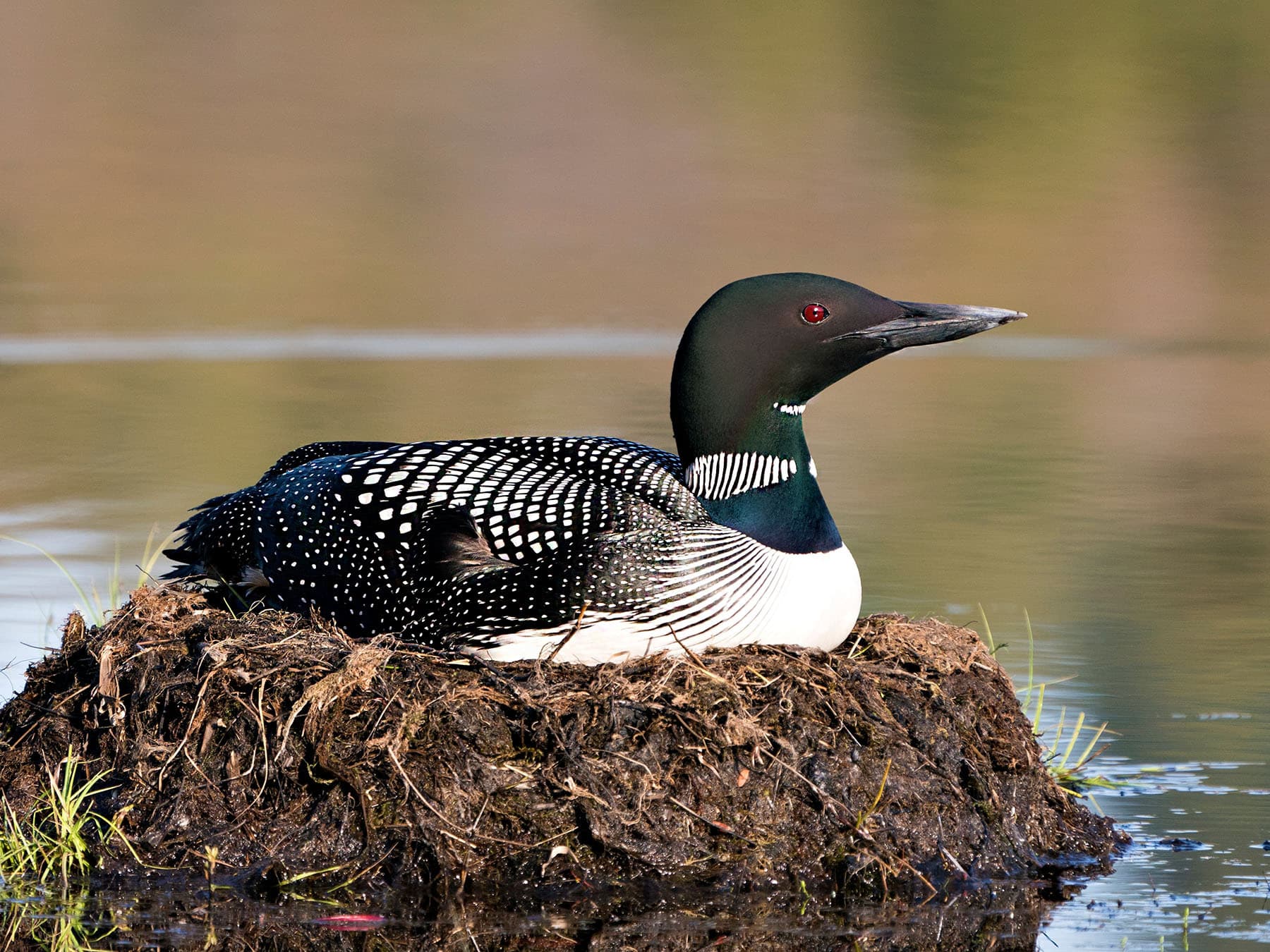 Nesting loon incubating