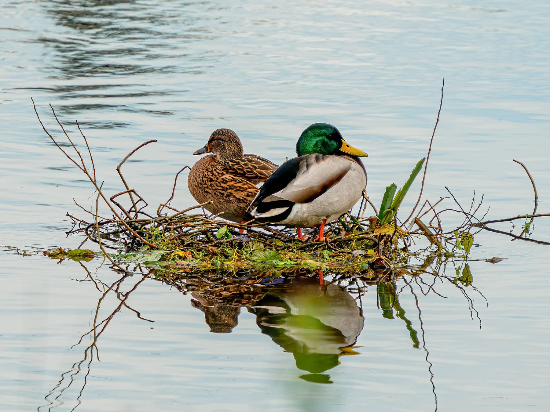 Nesting mallards
