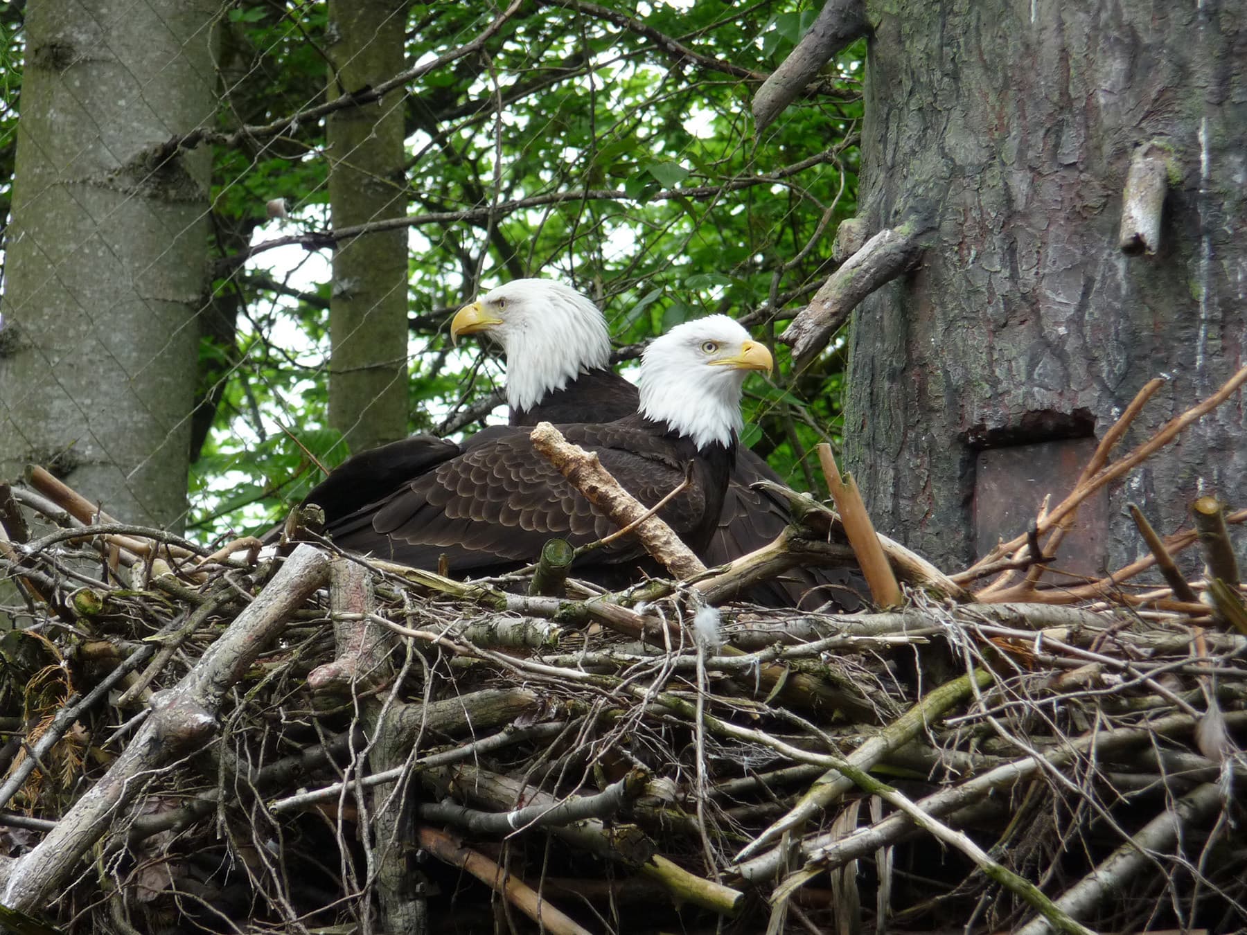 Nesting pair bald eagles