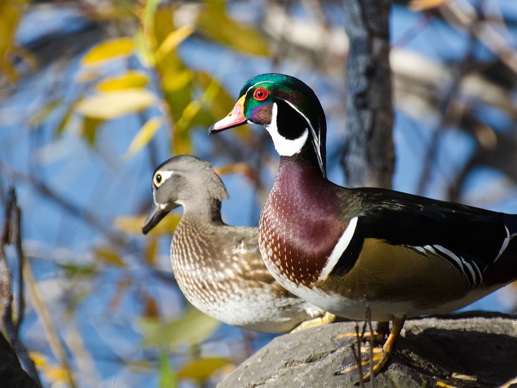 Nesting pair wood ducks