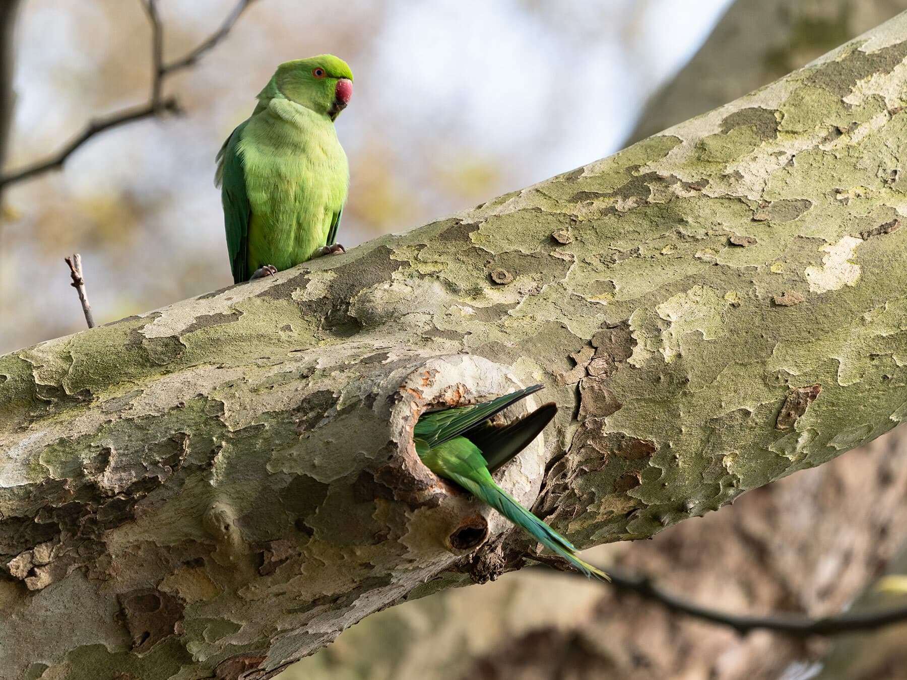 Nesting parakeets london