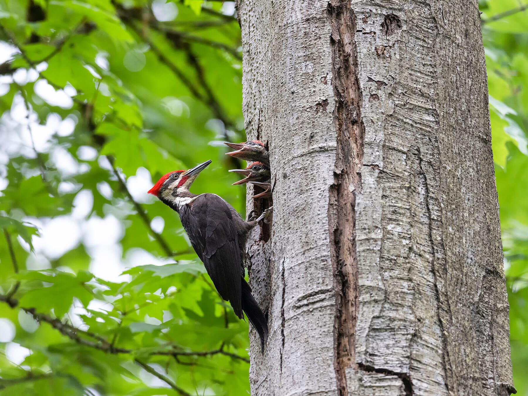 Nesting pileated woodpecker