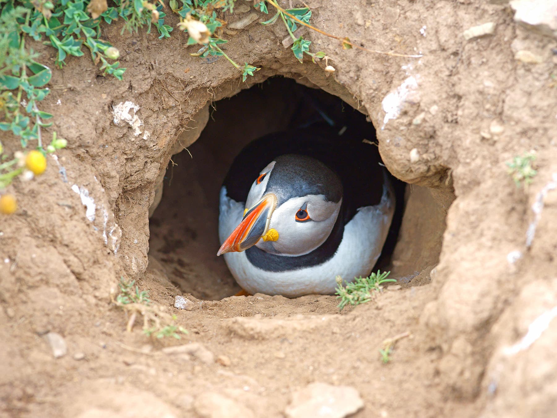 Nesting puffin