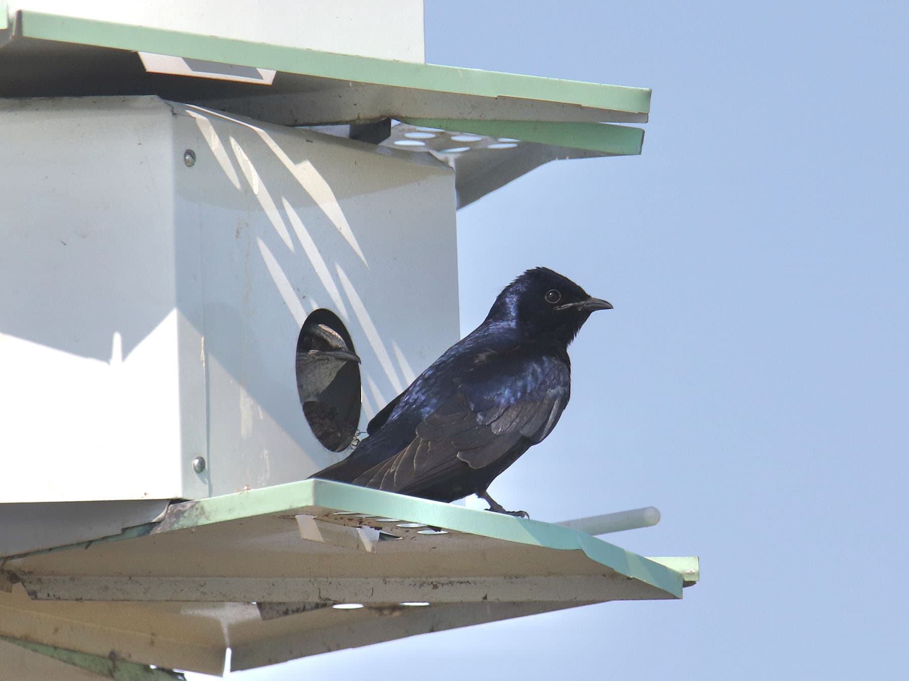 Nesting purple martin