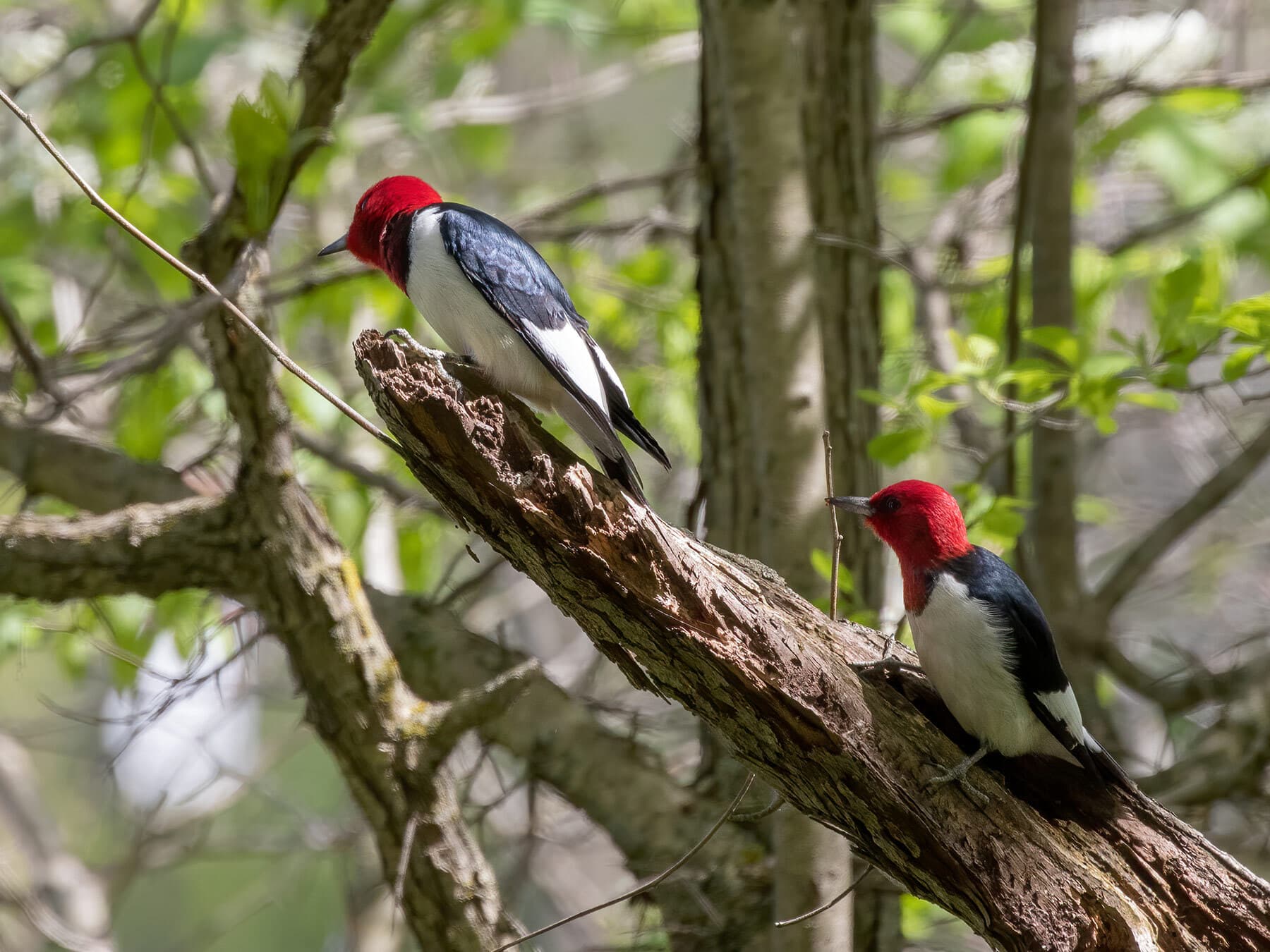 Nesting red headed woodpeckers
