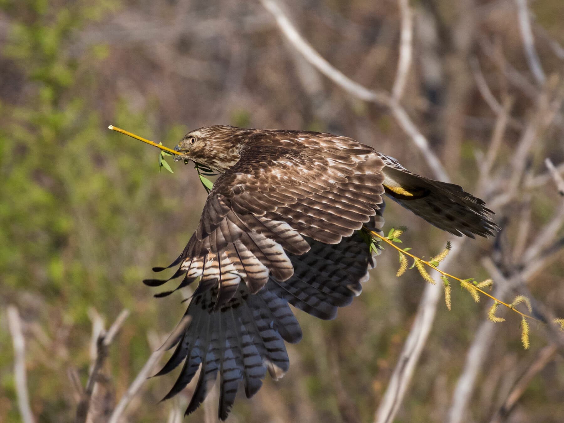 Nesting red shouldered hawk