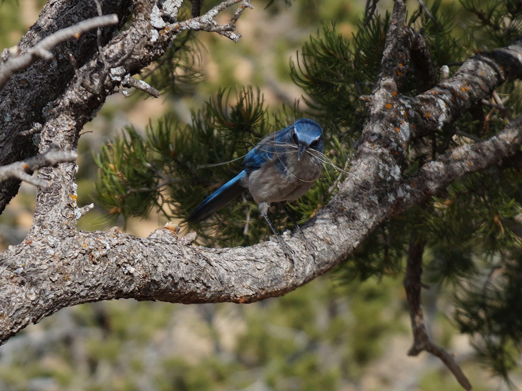 Nesting scrub jay