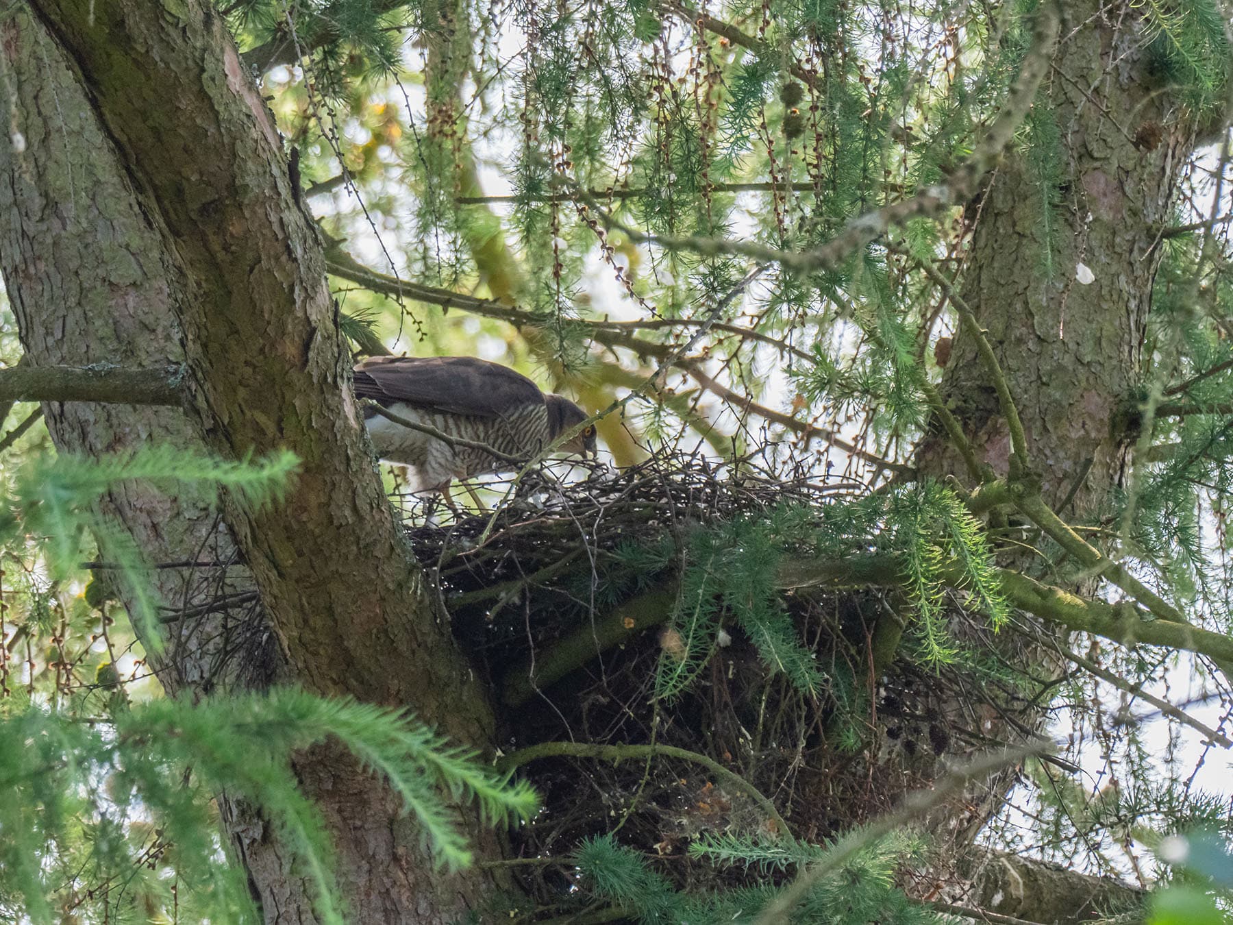 Nesting sparrowhawk
