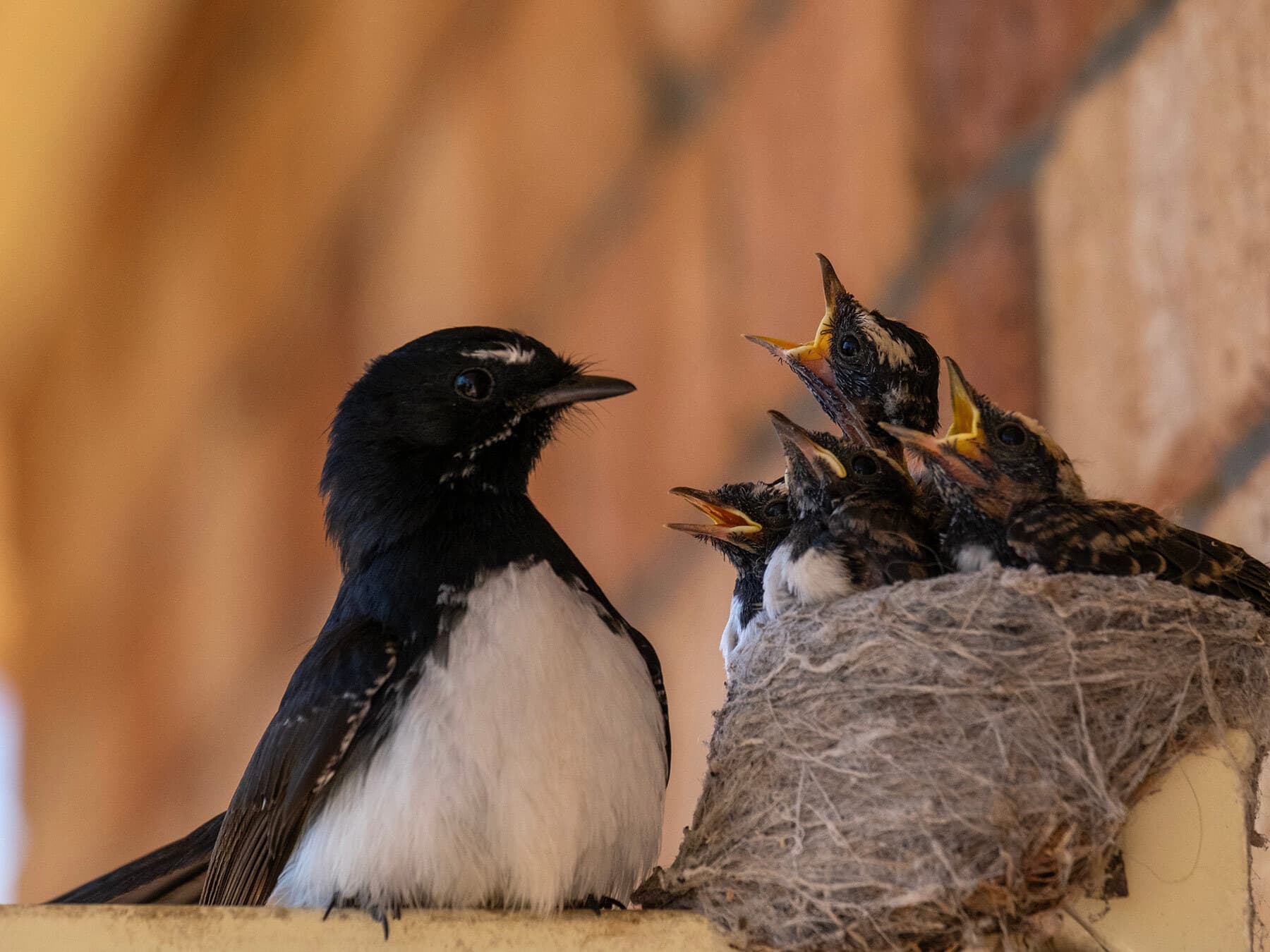 Nesting willie wagtail