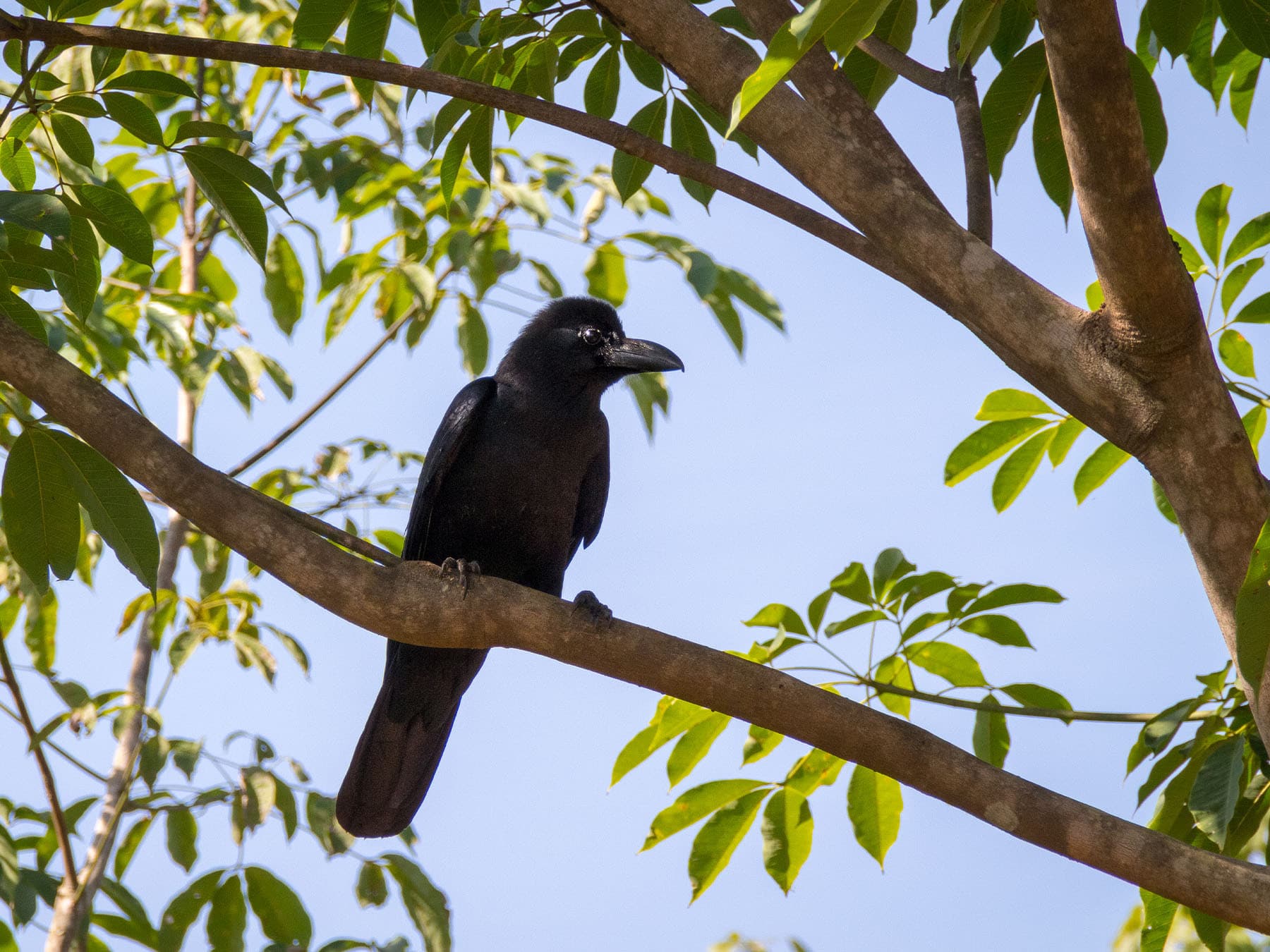 New caledonian crow perching in tree