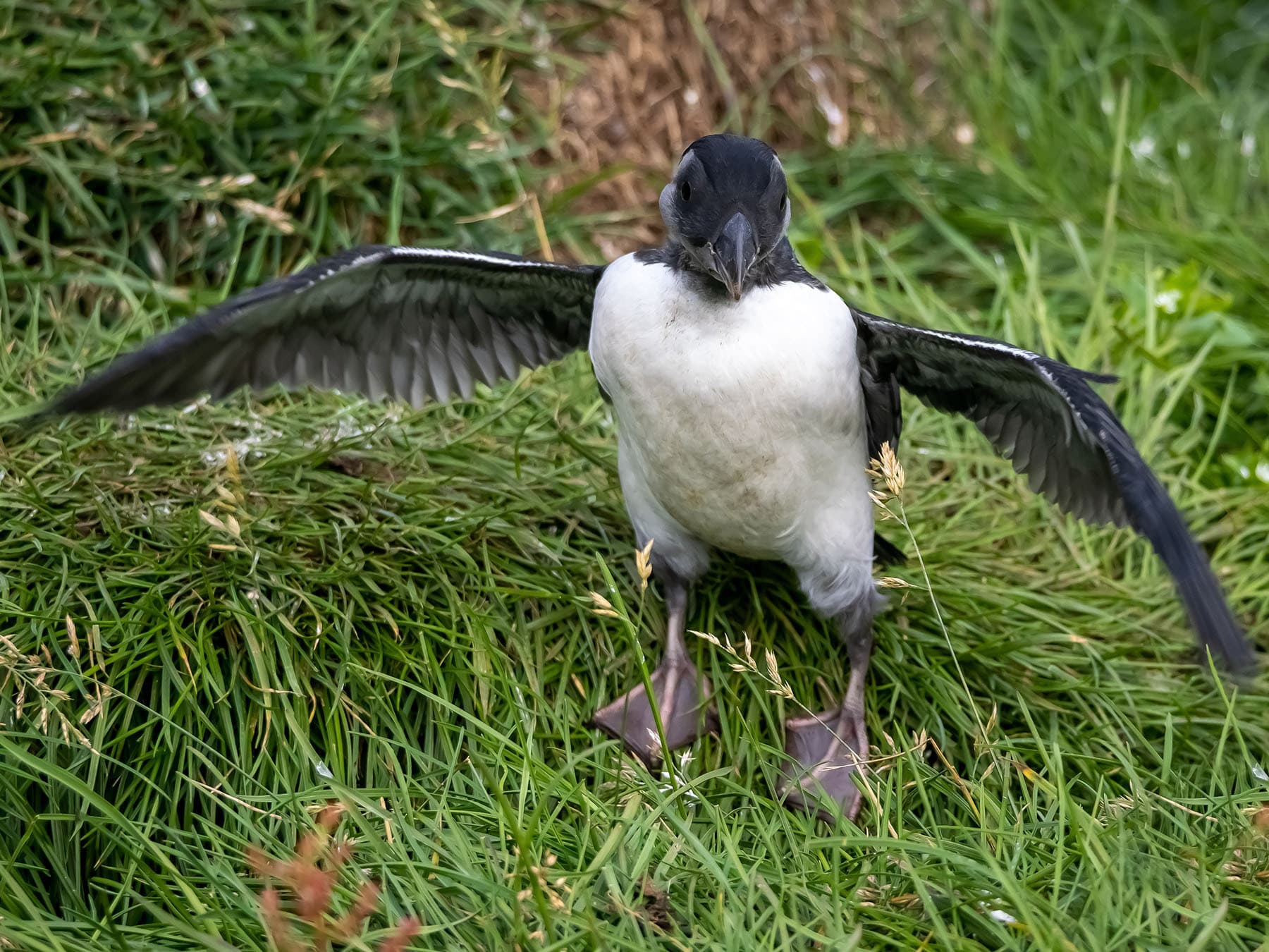 Newborn puffin chick
