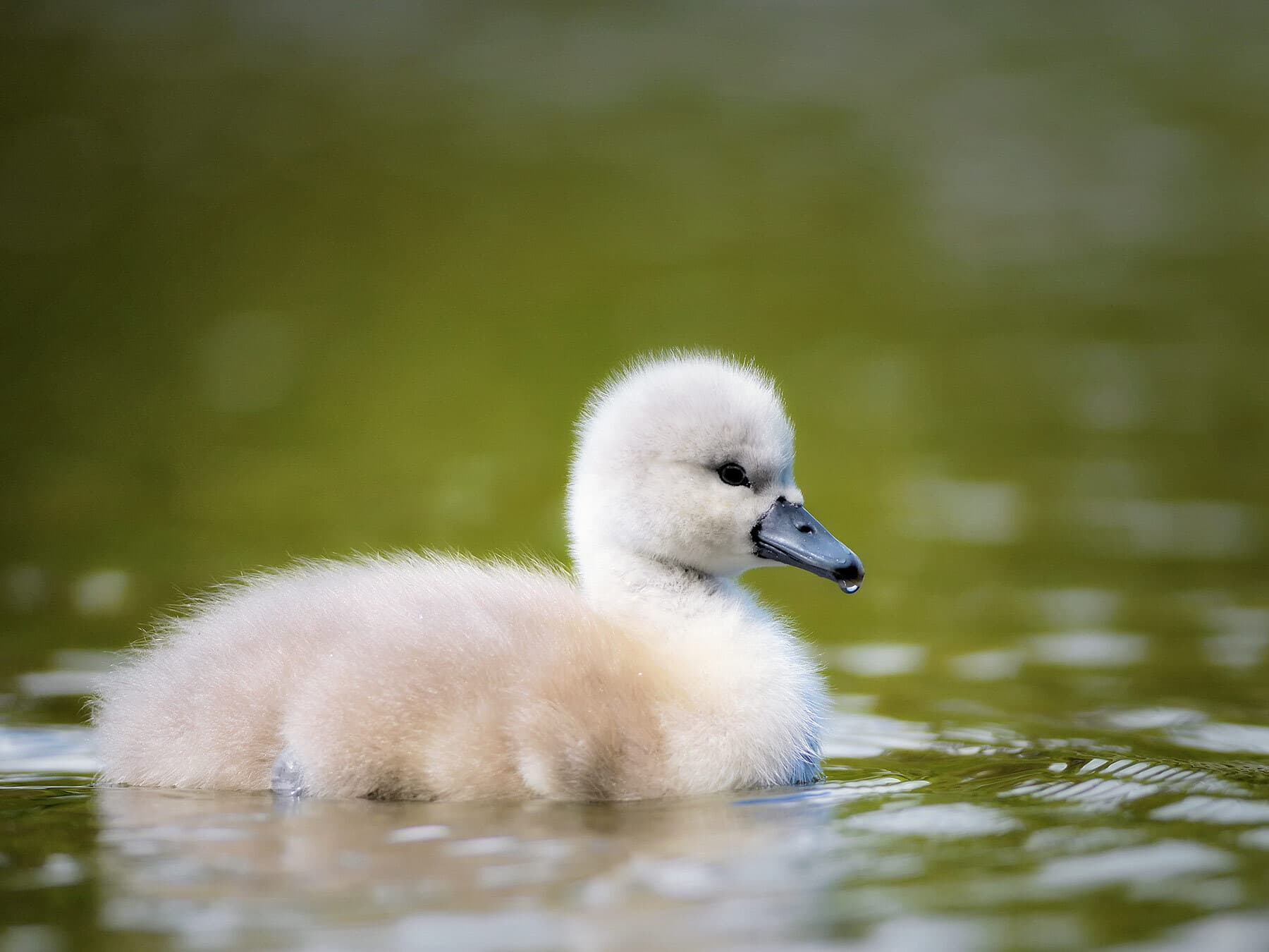 Newborn swan on water