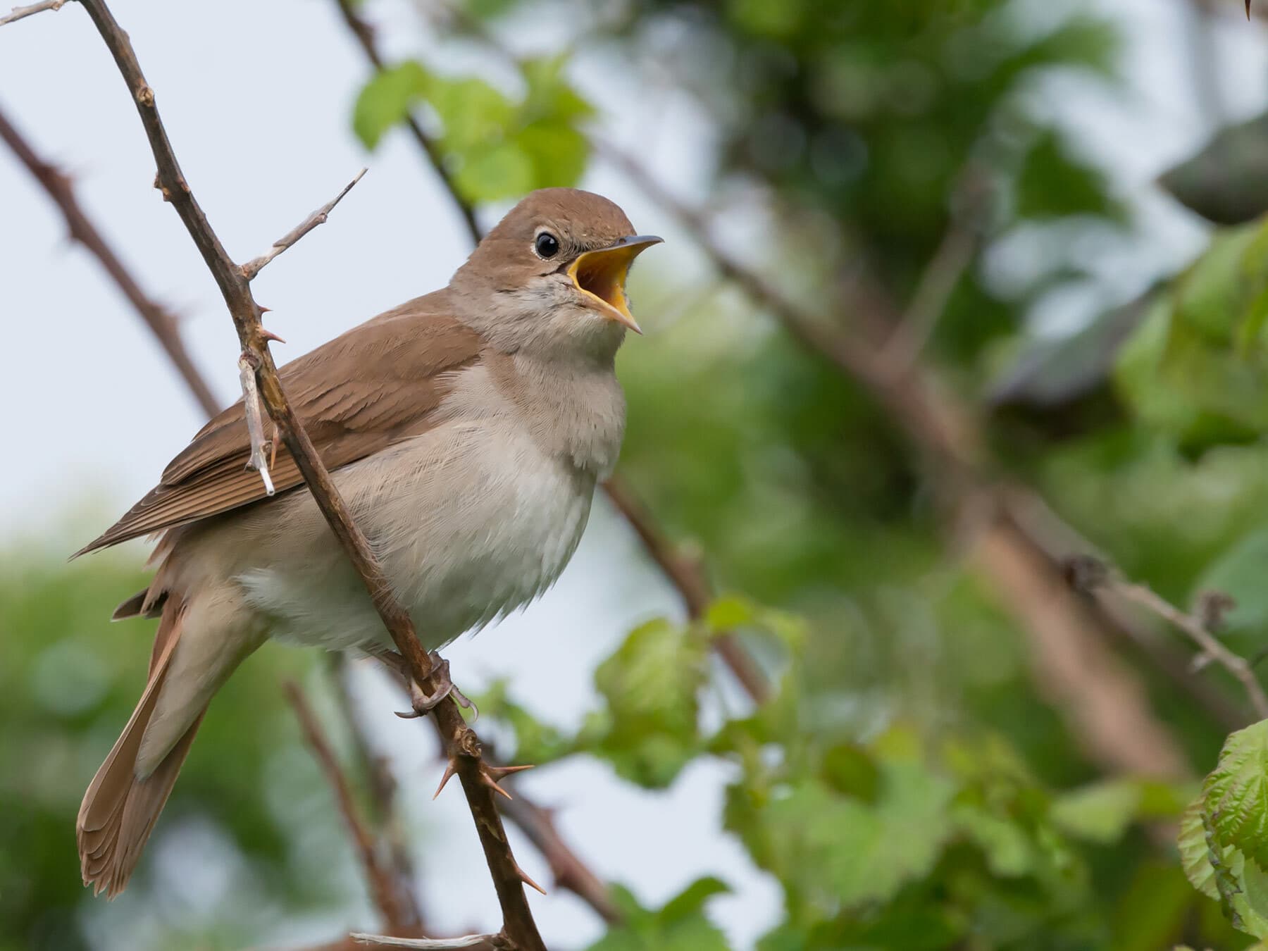 Singing Nightingale