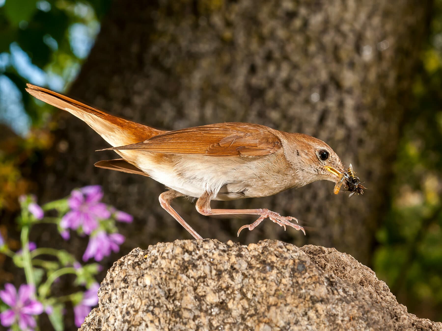 Common Nightingale