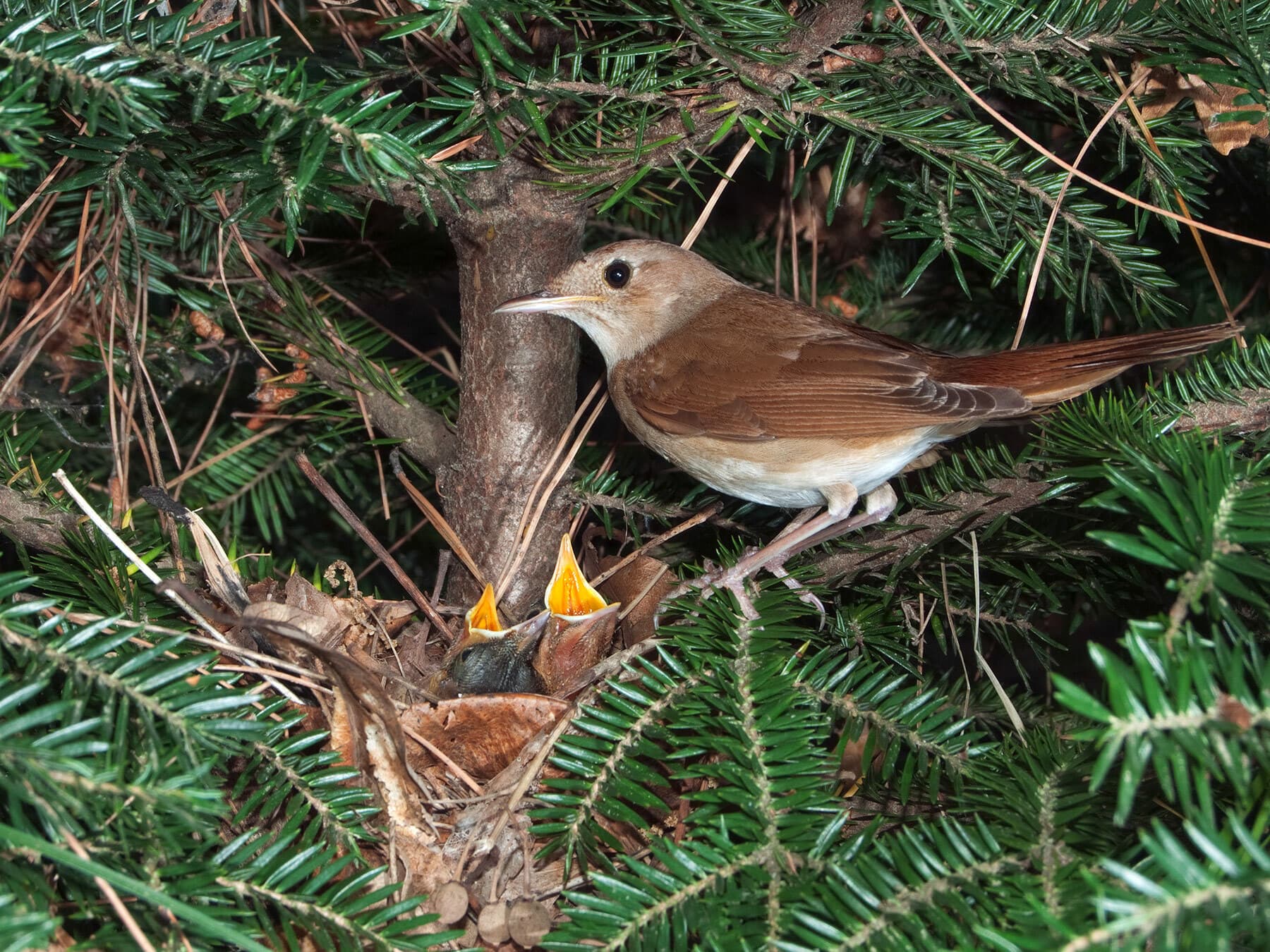 The nest of a Nightingale