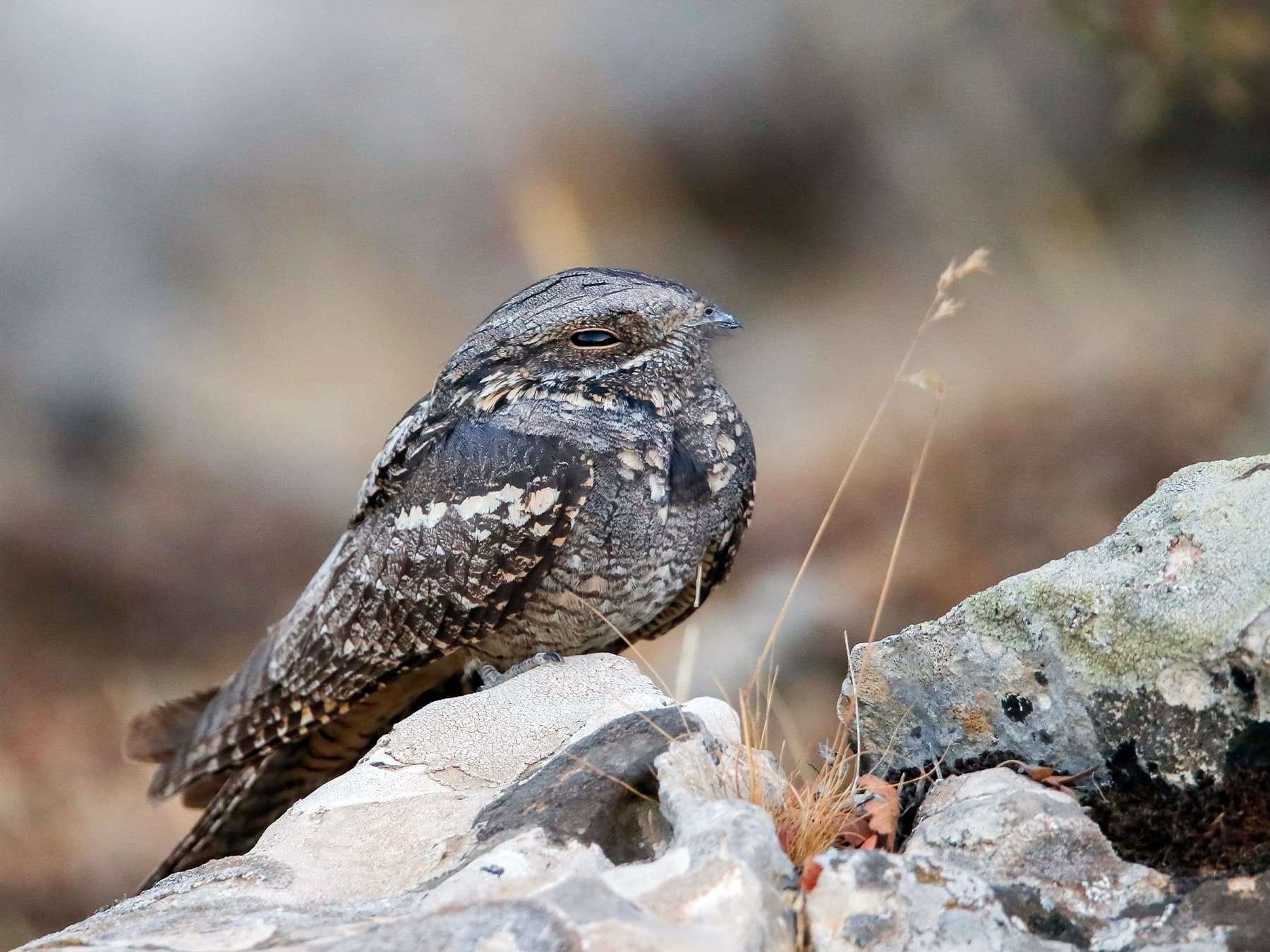 Nightjar resting on rocks