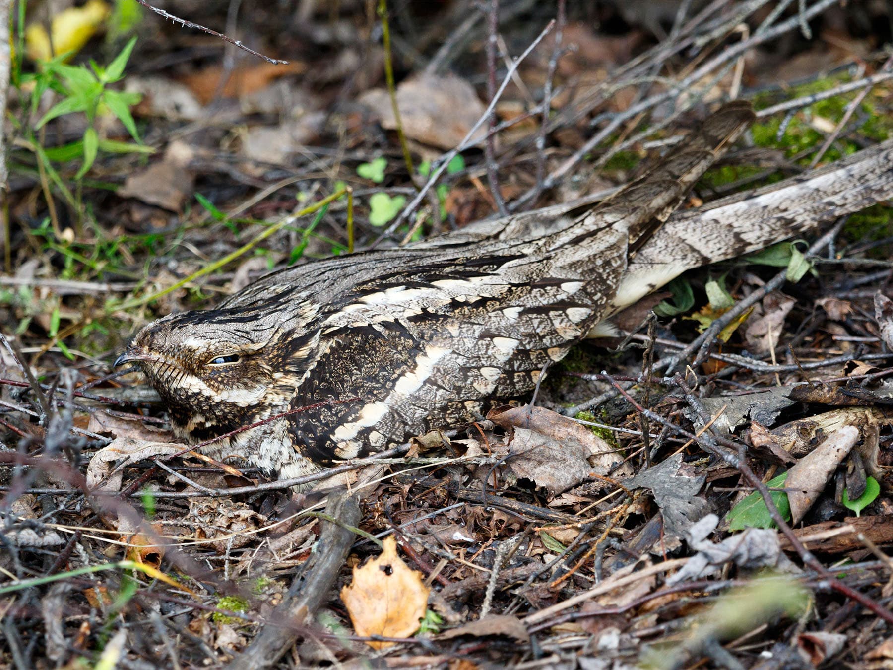 Nightjar sitting on nest