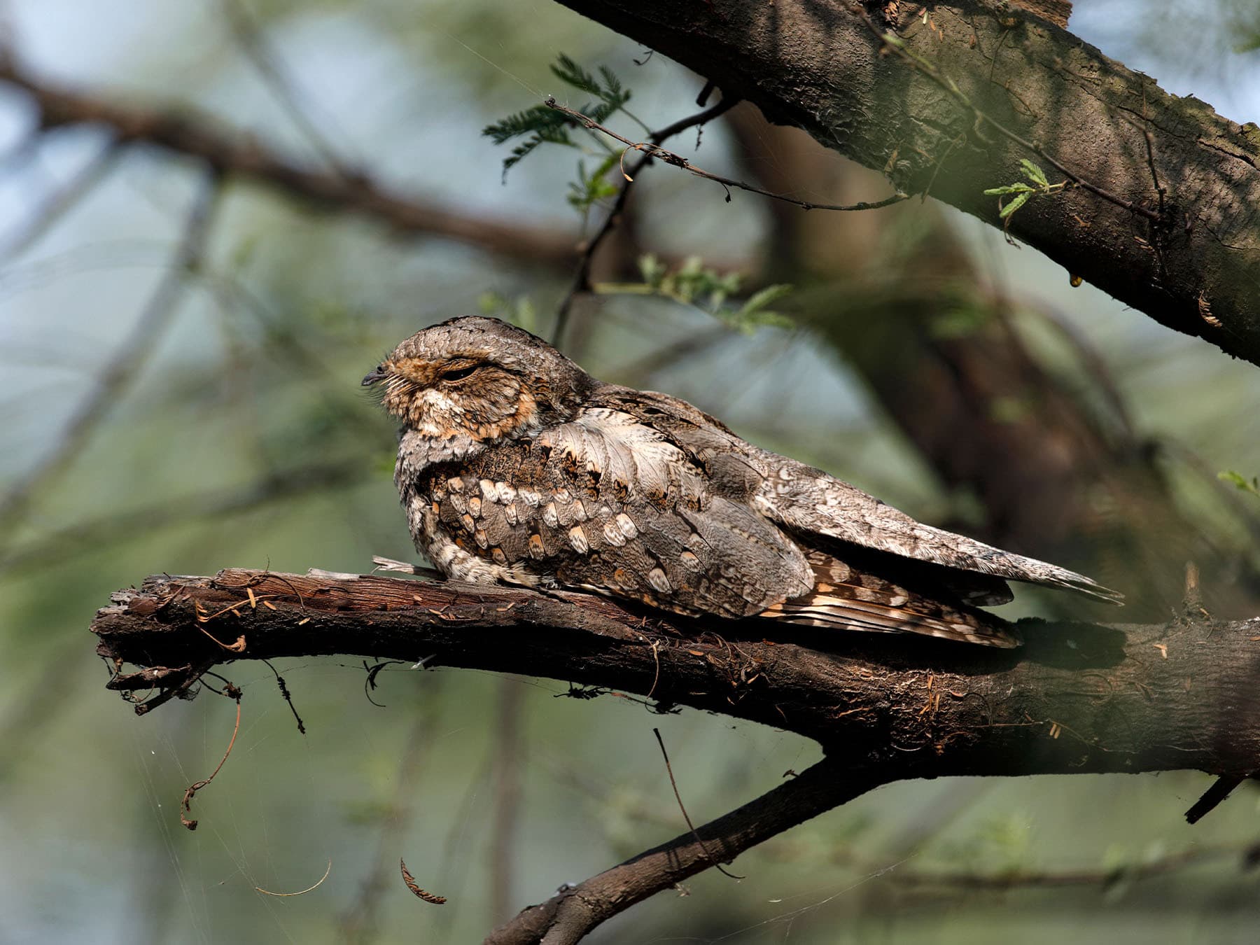 Nocturnal Birds and Their Sleep Patterns