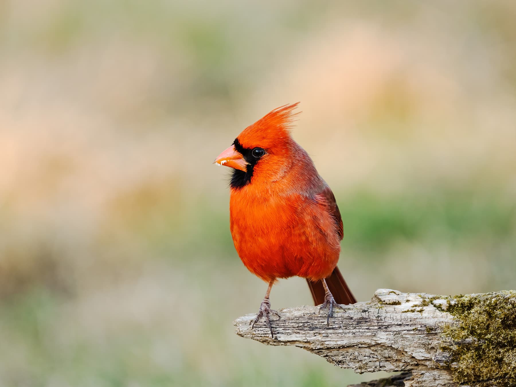 Northern cardinal aggression