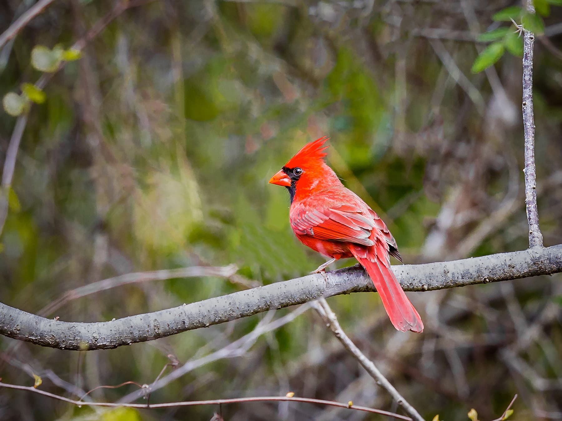 Northern cardinal florida